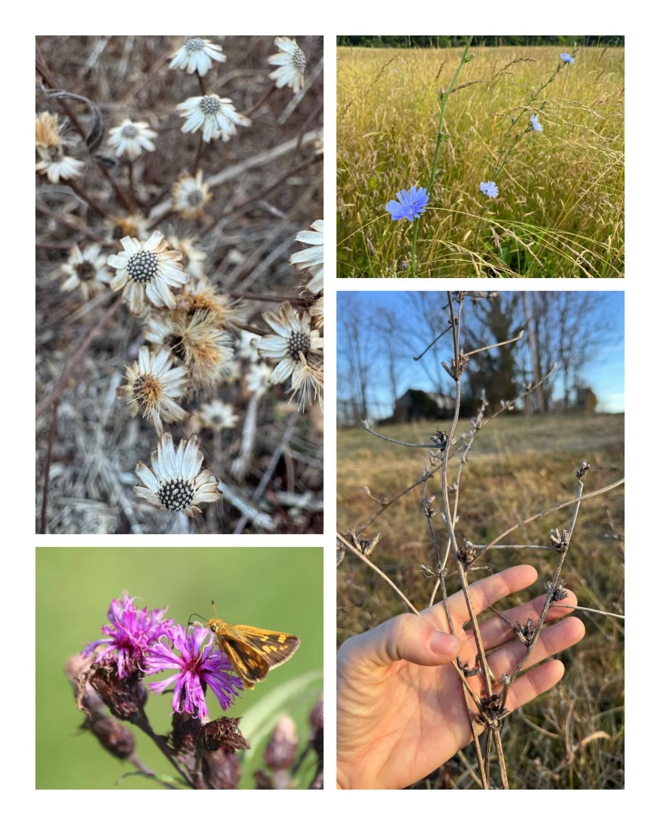 Happy New Year! Take a (virtual) plant walk with me to learn to ID some common plants in winter! I share a collection of some found in old fields and pastures in my next newsletter post. 

Out tomorrow! Subscribe to receive my best and most in depth 