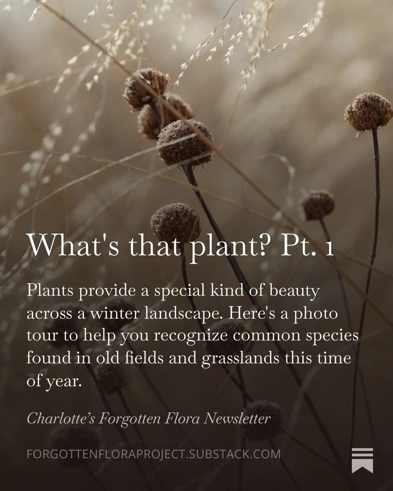 Help me out! If you are a subscriber of my newsletter and enjoy the content please leave a comment below to tell me what you are most interested in learning or share with friends. I&rsquo;m not an Instagram pro but I realize that comments can be help