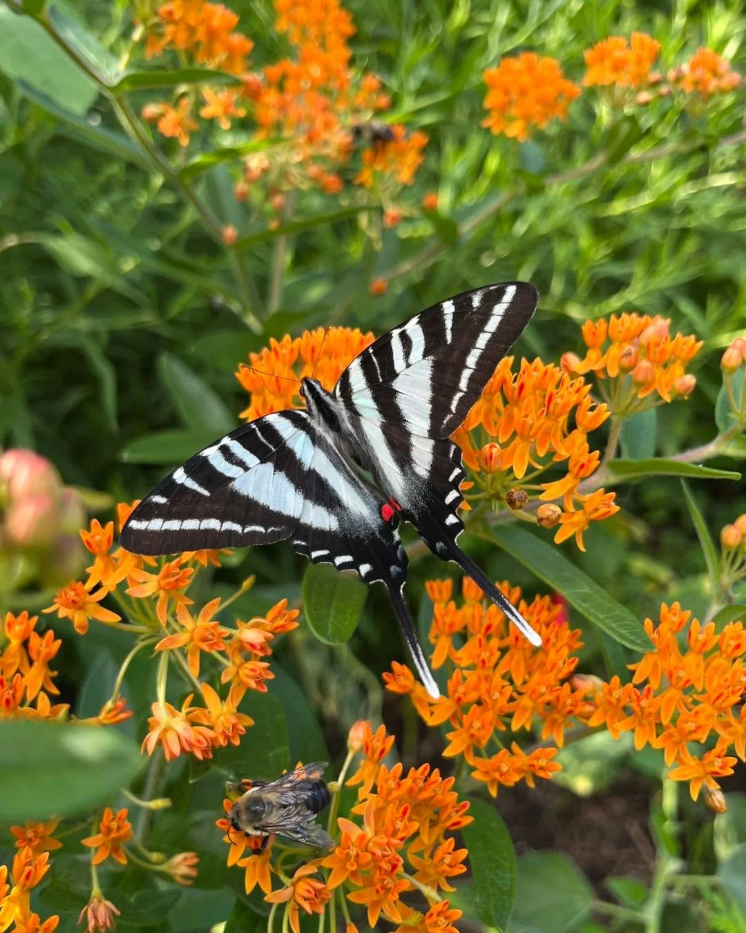 A bunch of you guessed it! The milkweed in my last post is butterfly milkweed, Asclepias tuberosa. One helpful tip to tell it apart from other milkweeds in winter is the way the pedicels curl abruptly downward where the seed pod attaches to the stalk