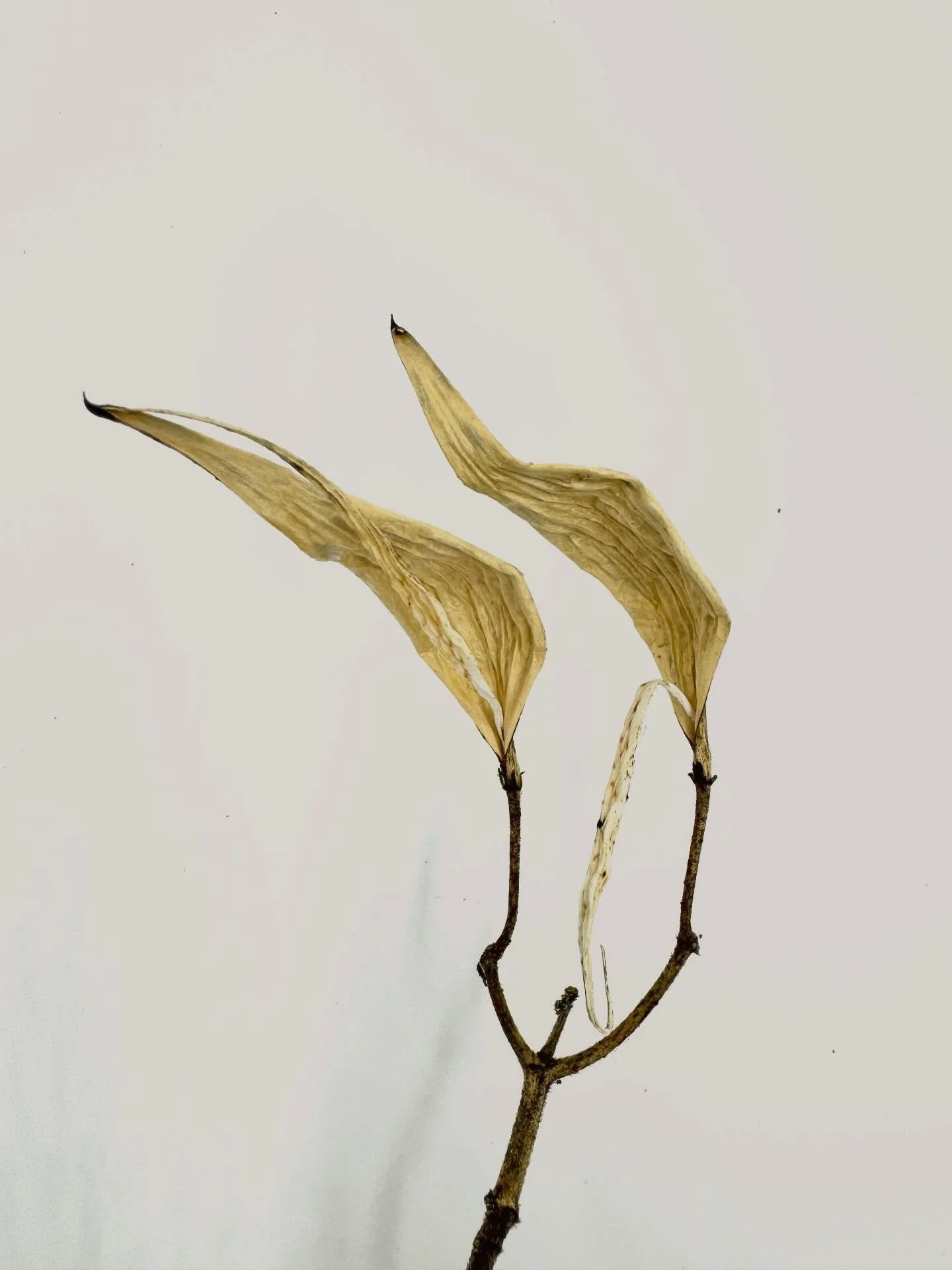 Part 2 of guess which species of milkweed this is! See my last post to compare to another species. Comment below with your guesses and I&rsquo;ll share the answer soon.

Always fun to get to know plants in the winter! 
#botany #plantidentification #m