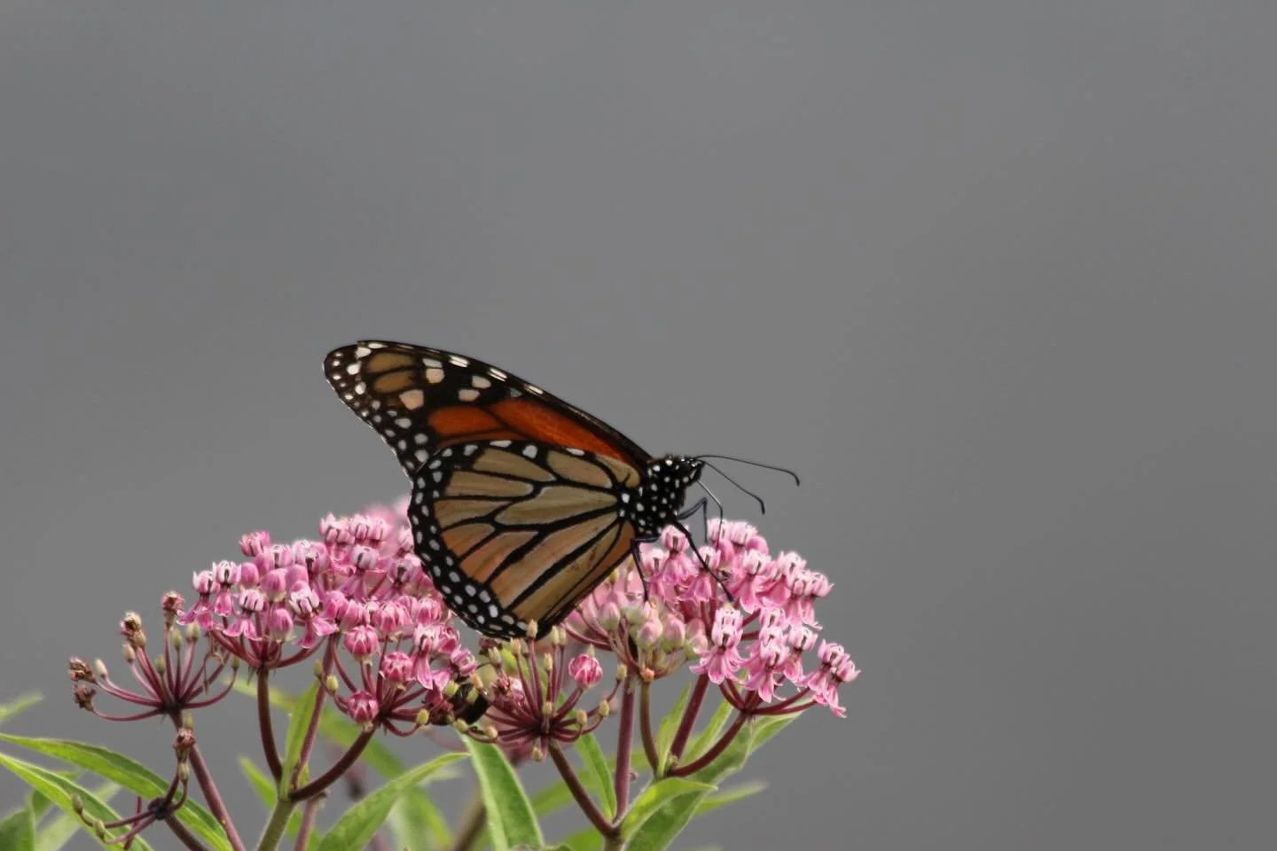 The answer to my last post is swamp milkweed (Asclepias incarnata). It&rsquo;s useful to be able to recognize it by its seed pods, which are more delicate than those of common milkweed and some others common species. 
I&rsquo;ve also found that they 
