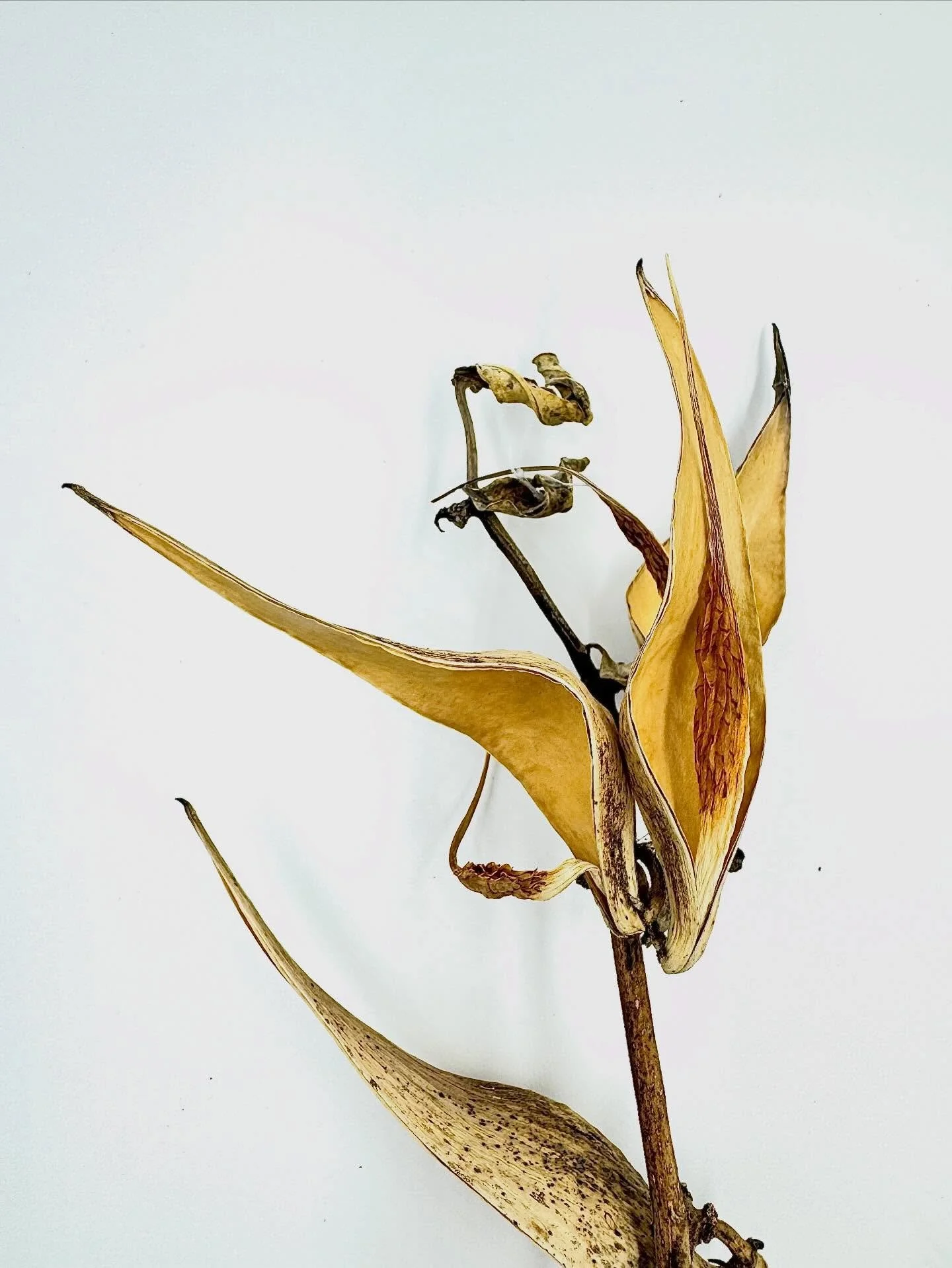 One more to guess! Which species of milkweed do you think this is? Comment below 👇 and Check out my other recent posts to rule out some other species and compare!

#milkweed #asclepias #wildflowers #botany #nativeplants