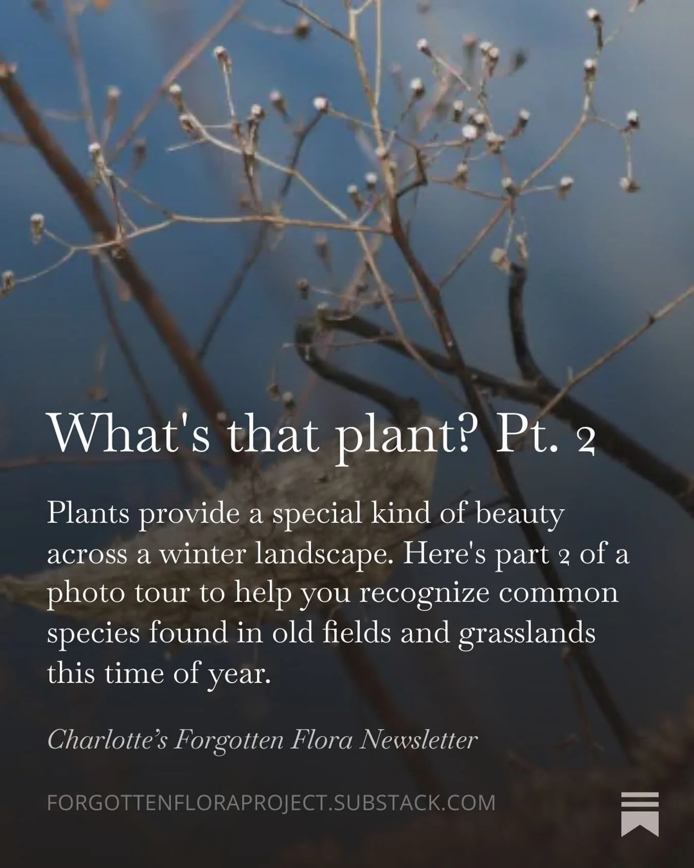 Latest newsletter post is live. Learn to recognize some common plants in winter. Subscribe at the link in my bio to read! 
Happy winter botanizing!
#wildflower #botany #nativeplants #winter