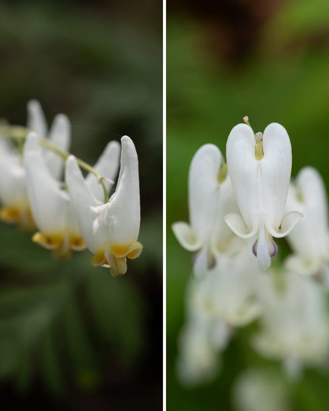 It&rsquo;s Dicentra time! There are two species flowering right now. Dutchman&rsquo;s breeches (which have flowers that look like upside down pants) are much more common to find. Squirrel corn flowers are less common and look more like hearts. But if