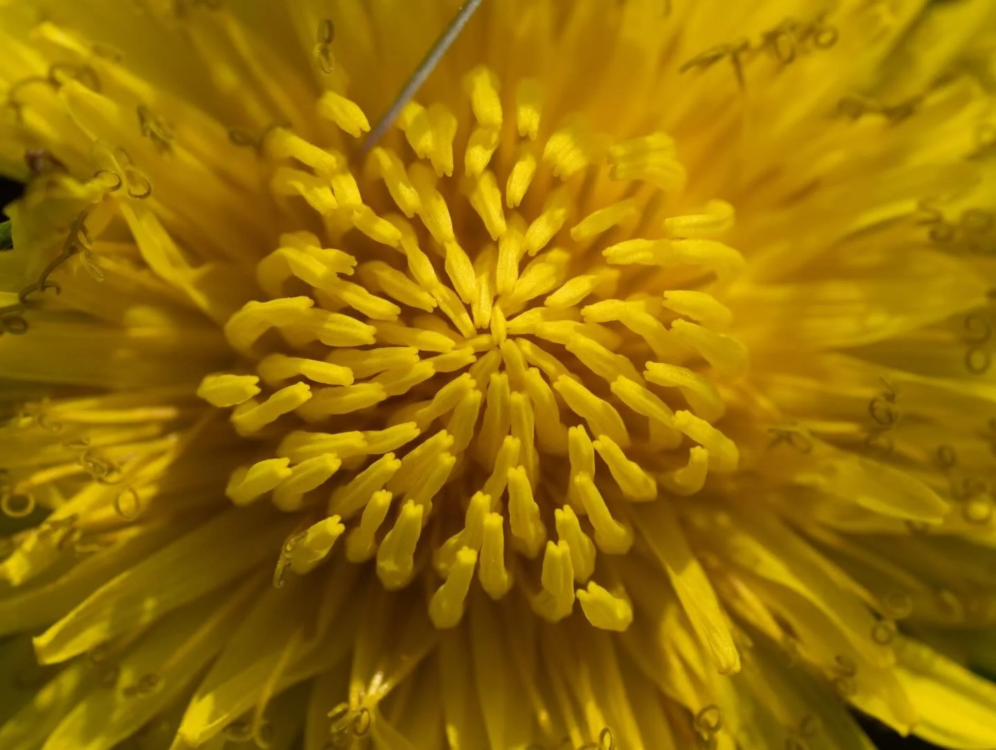 D A N D E L I O N :: I will never understand why anyone would want to kill this beauty for a greener lawn. 

#dandelion #flower #spring #macro #lawn