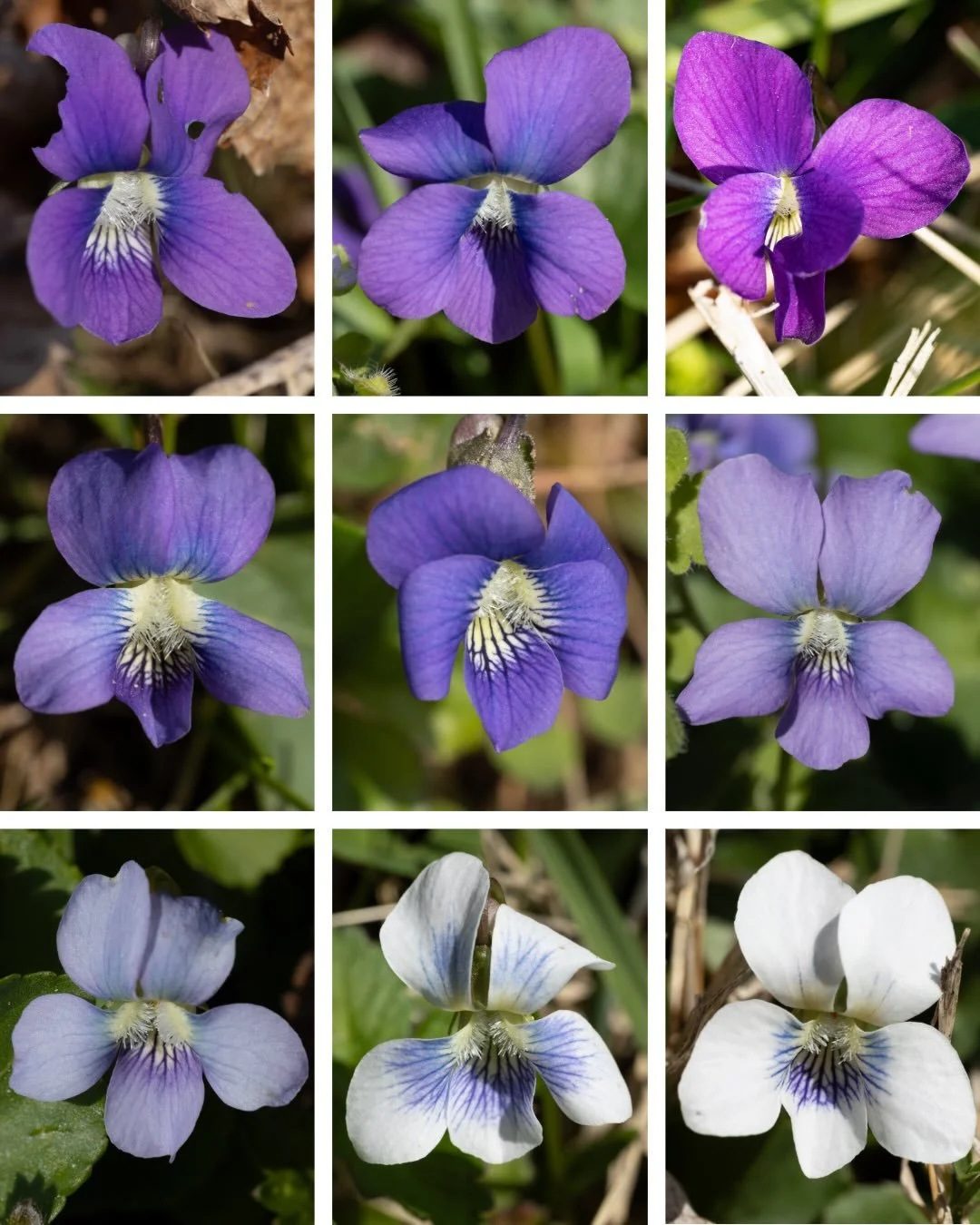 The many shades of violet 💜. Which is your fav? This beautiful native violet is flowering right now with all its lovely variation of color. Perfect native groundcover and lawn alternative. It&rsquo;s also high in vitamin C and makes a great snack or