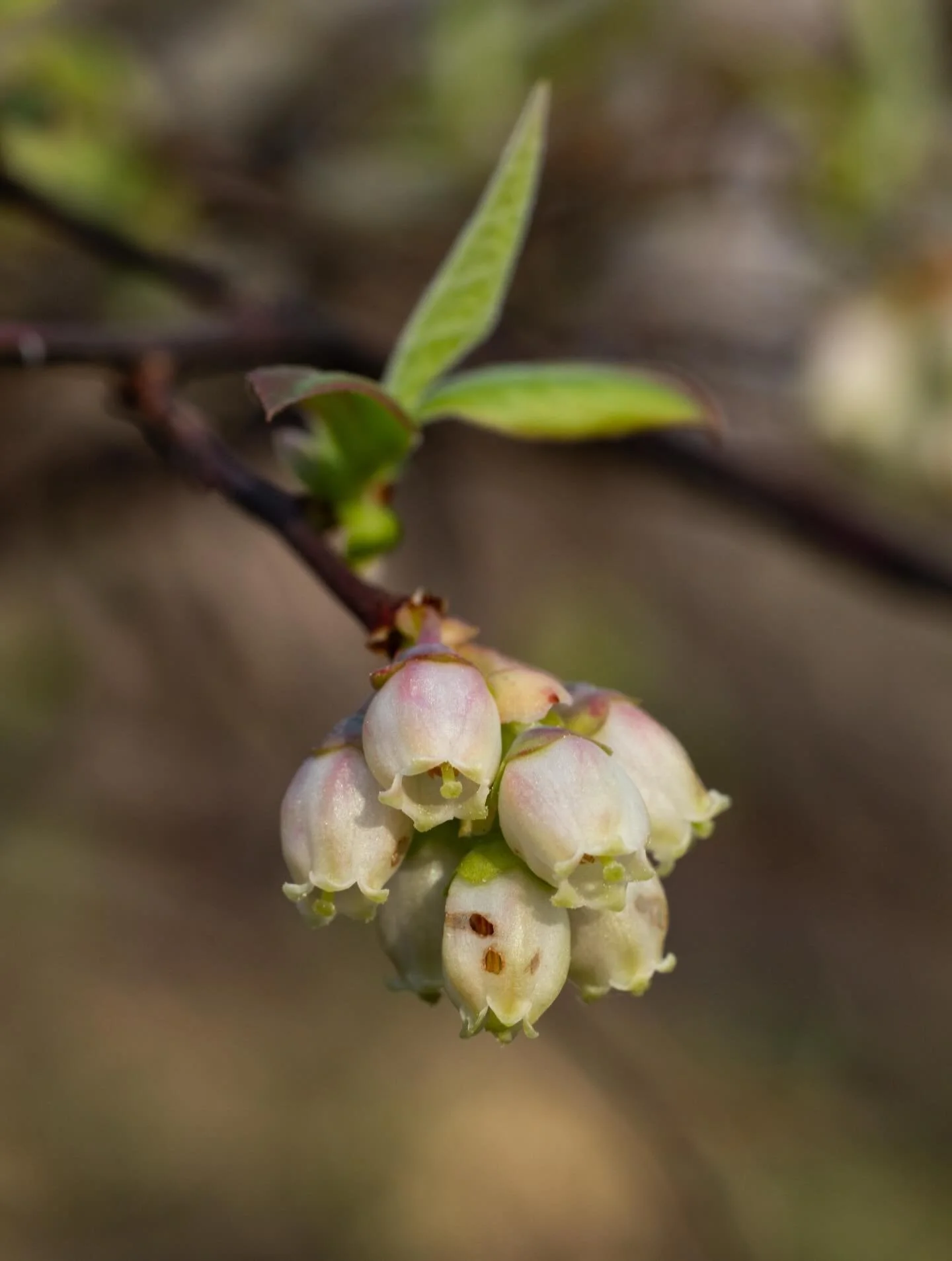 My favorite spot on the property @oakspringgardenfoundation looks especially lovely right now. The native blueberries are flowering and the bright green sedges are starting to flourish. 

This is an extremely unique upland depression swamp plant comm