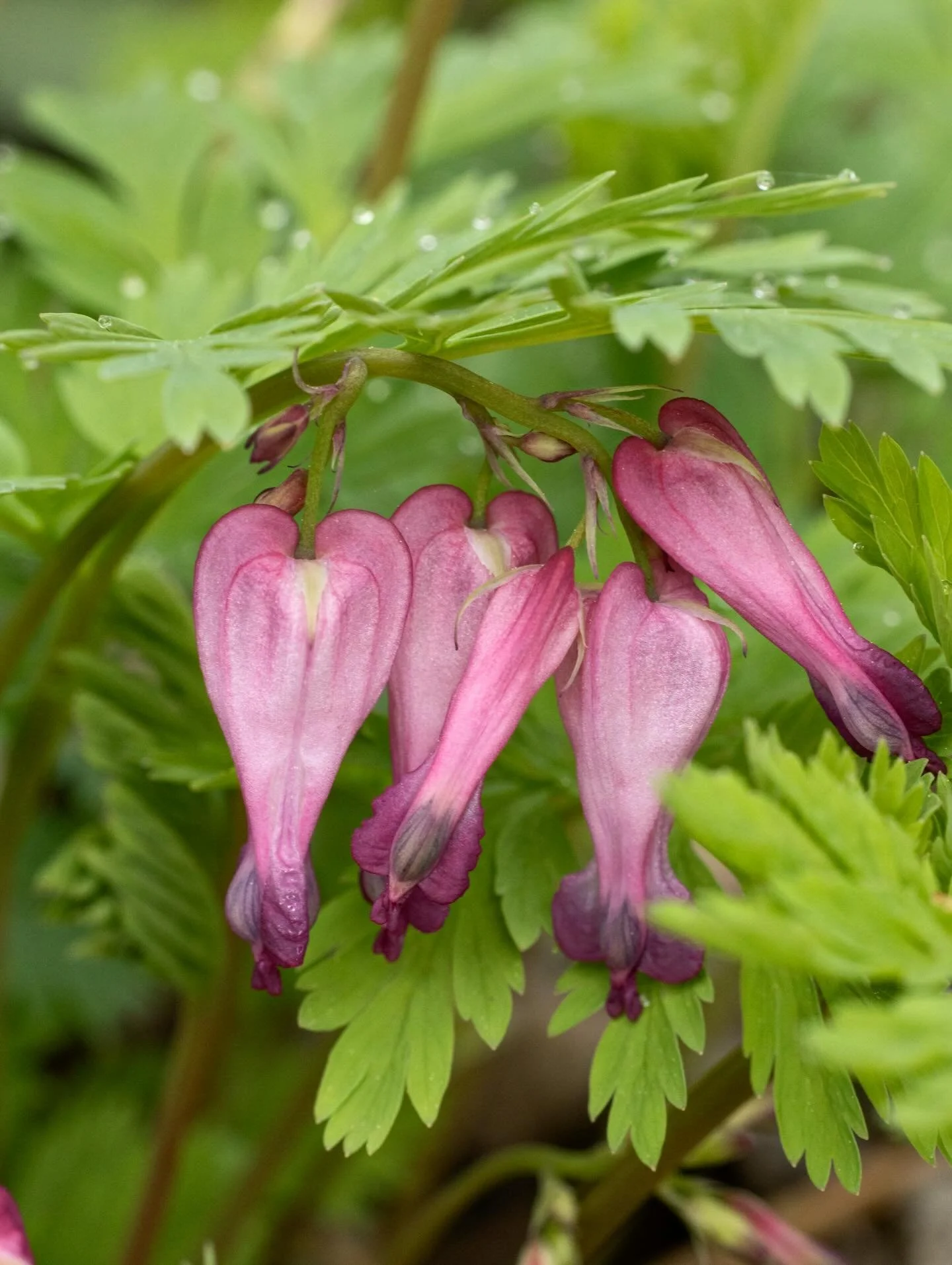 Wild bleeding heart 💗  The third Dicentra species native to Eastern North America. This one is much less common than the other two and is only found in a handful of states. 

Of course there are many cultivated varieties of bleeding hearts but this 