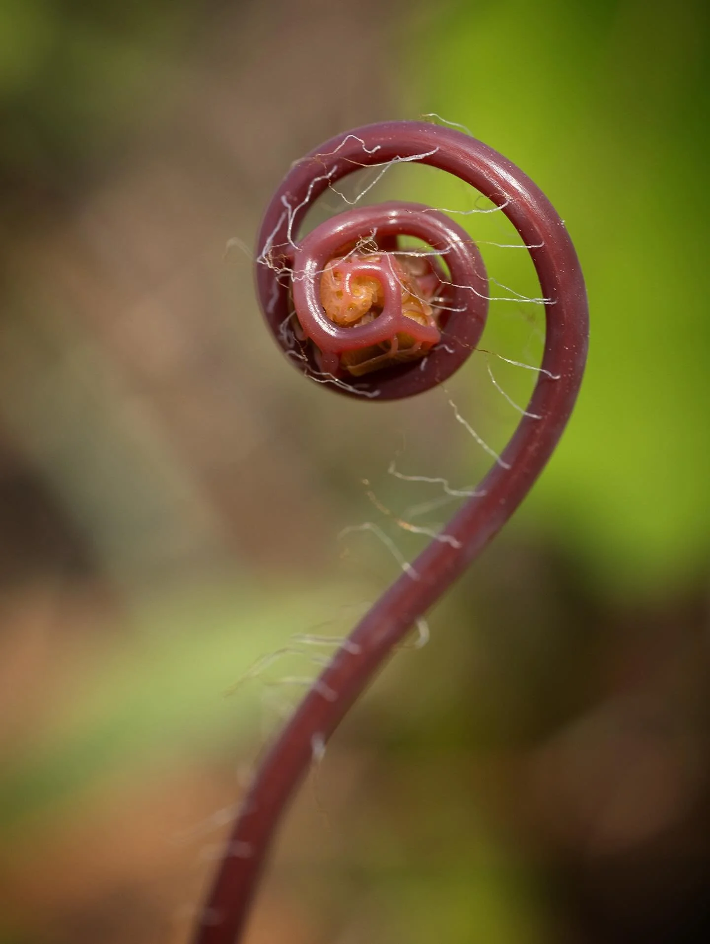 The delicate beauty of maidenhair fern unfurling 🥰

Maidenhair fern (Adiantum pedatum)
🌱 Native to parts of NA, temperate East Asia and Himalayas
🌱 Habitat associations base rich soils of cove forests and basic medic slope forests or well-drained 