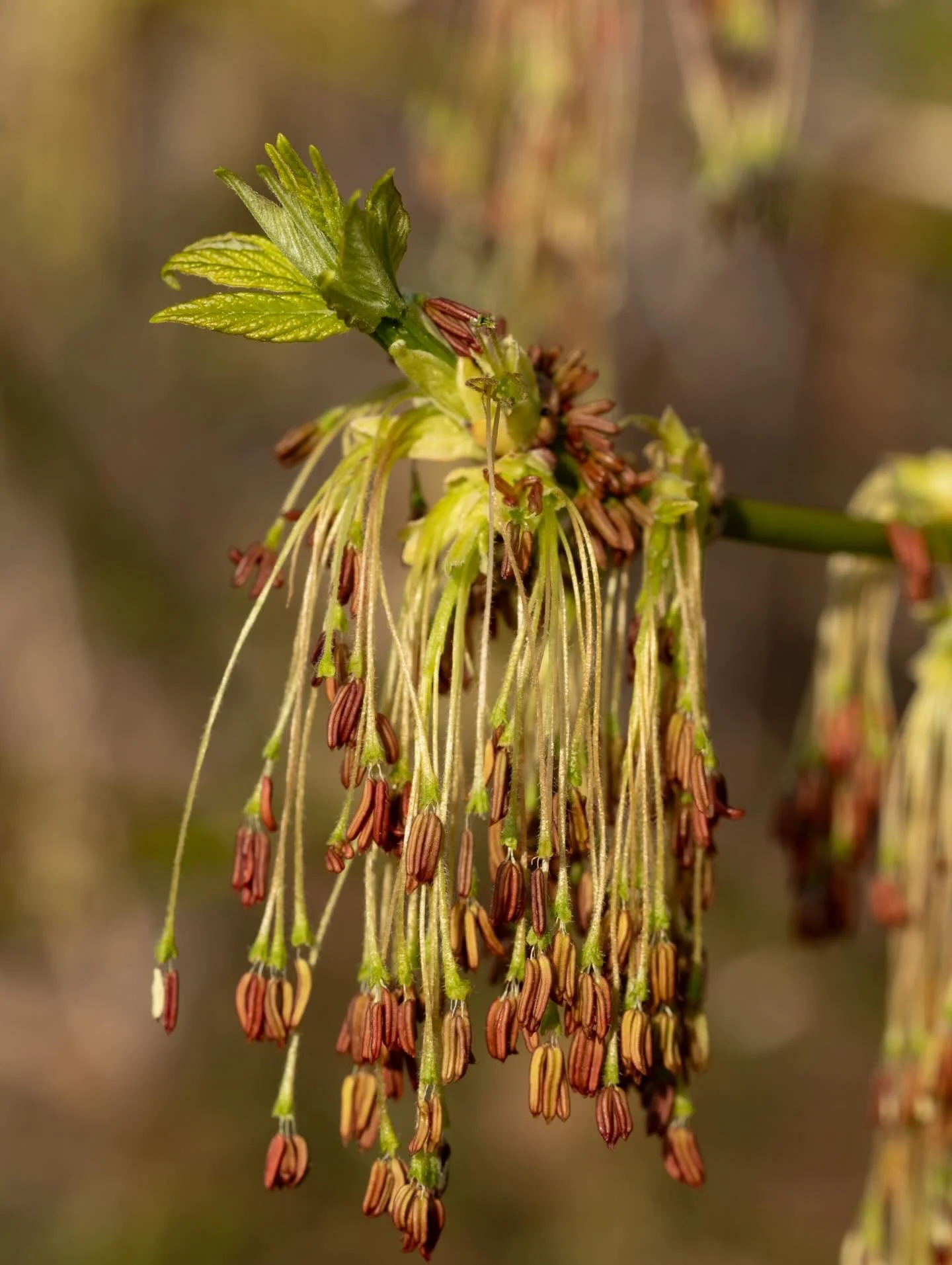 I just love the sweet tassels of boxelder flowers ☺️. They&rsquo;ve been lighting up forests and floodplains these past few weeks and it looks like the trees are adorned with jewelry. You may notice that some trees don&rsquo;t have the abundant tasse