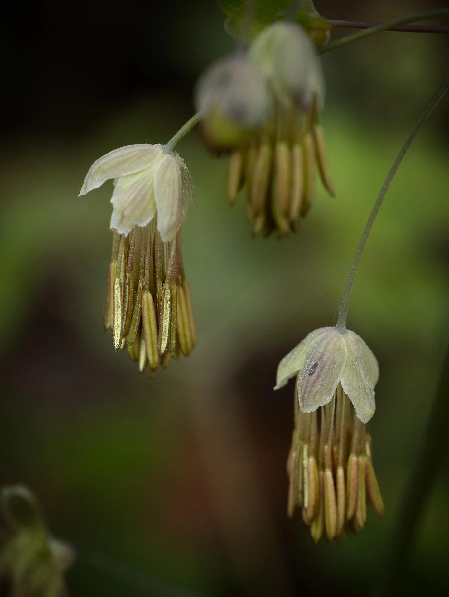 Speaking of cute tassels I&rsquo;m obsessed with this little plant. Wouldn&rsquo;t you love earrings that look like this!? This species is flowering right now in a forest near you (well, if you are in Eastern NA that is- swipe to see range map).

Lik