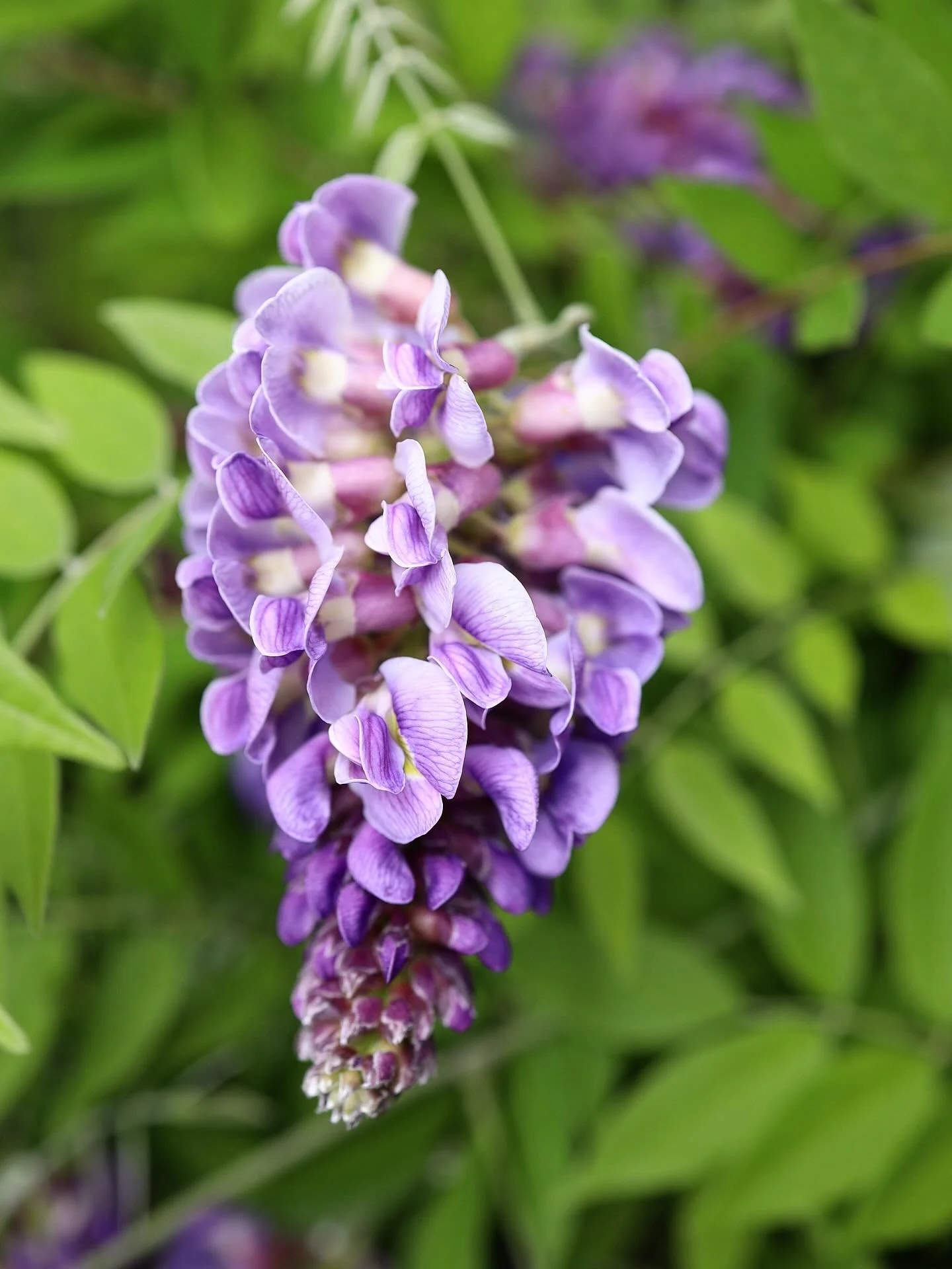 Did you know there&rsquo;s a wisteria native to the US? It&rsquo;s one I would love to find more in the wild but it&rsquo;s super rare in VA. The vibrant purple flowers look like clusters of grapes and are more condensed than the Chinese or Japanese 