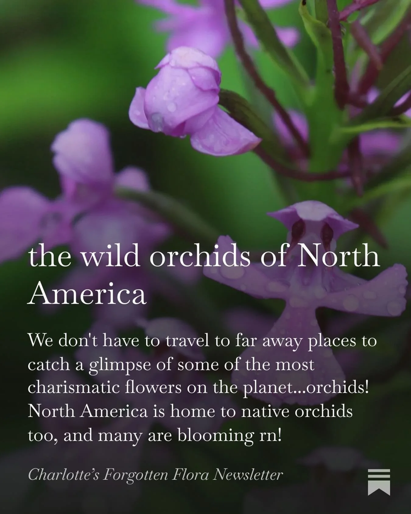 My latest newsletter just dropped and this one&rsquo;s all about native orchids! In it I share an awesome resource from @northamericanorchidcenter too. Check it out at the link in my bio and subscribe to my free newsletter for my most in depth conten