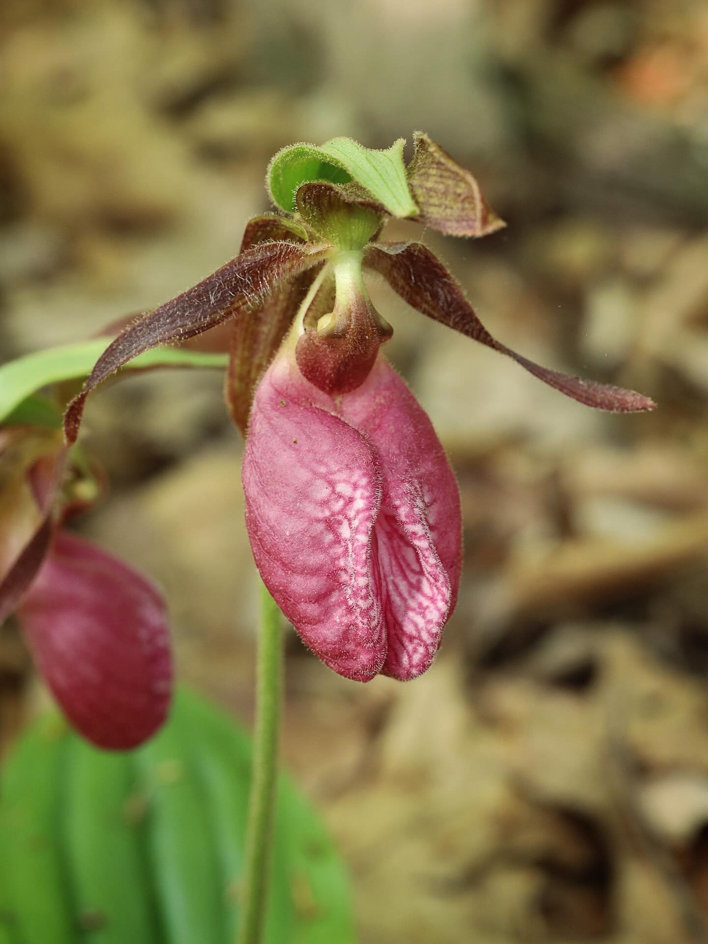 Pink lady&rsquo;s-slippers are blooming! Some of the most curious looking flowers we have around here. They are such a treat to find! 

One of many native orchids we have here in North America - check out the link in my bio to read my latest newslett