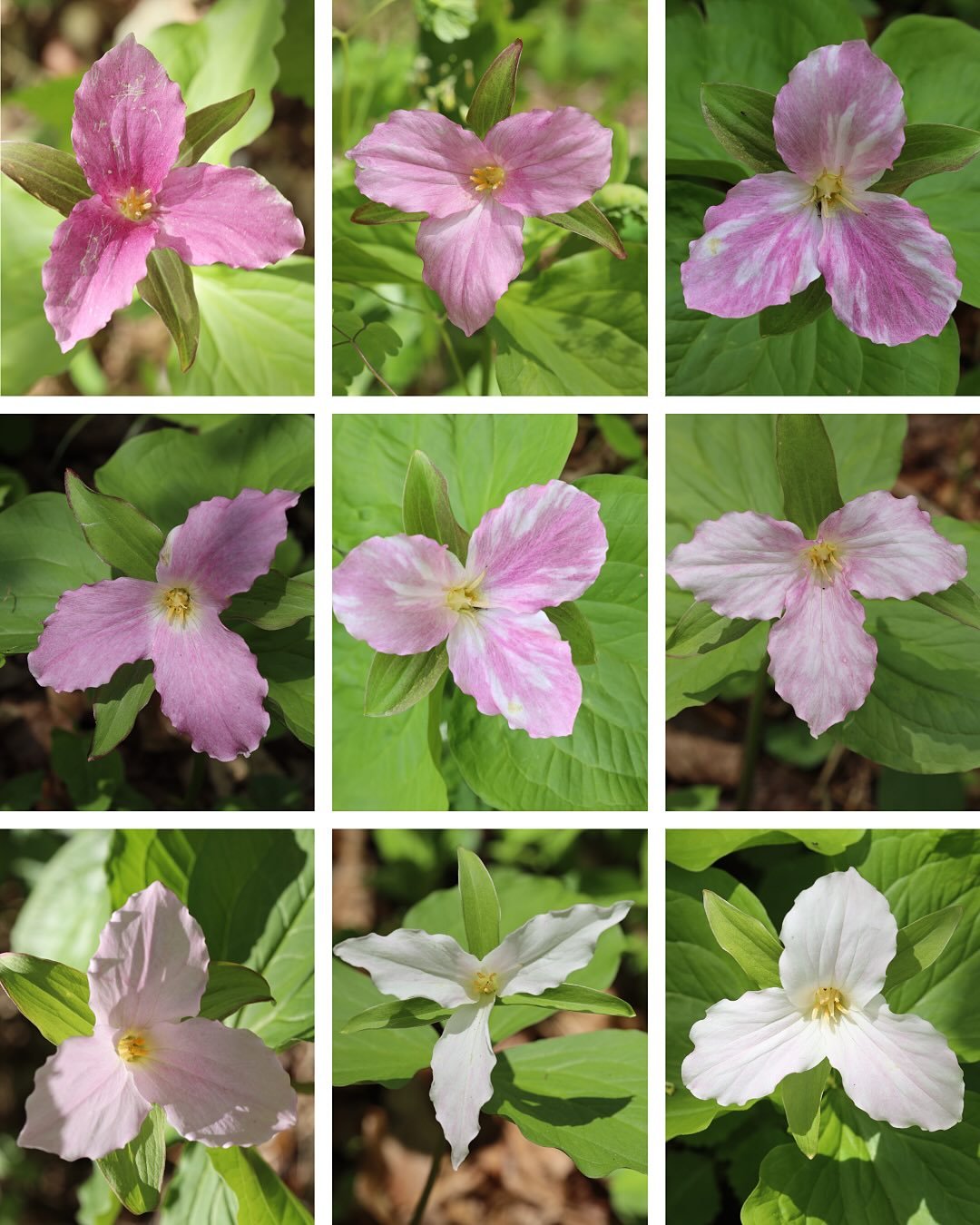 The many shades of great white trillium. I finally made it to this special trillium spot this year right on time. It&rsquo;s an  absolutely spectacular and jaw dropping sight to see the thousands upon thousands of these beauties spread across the for