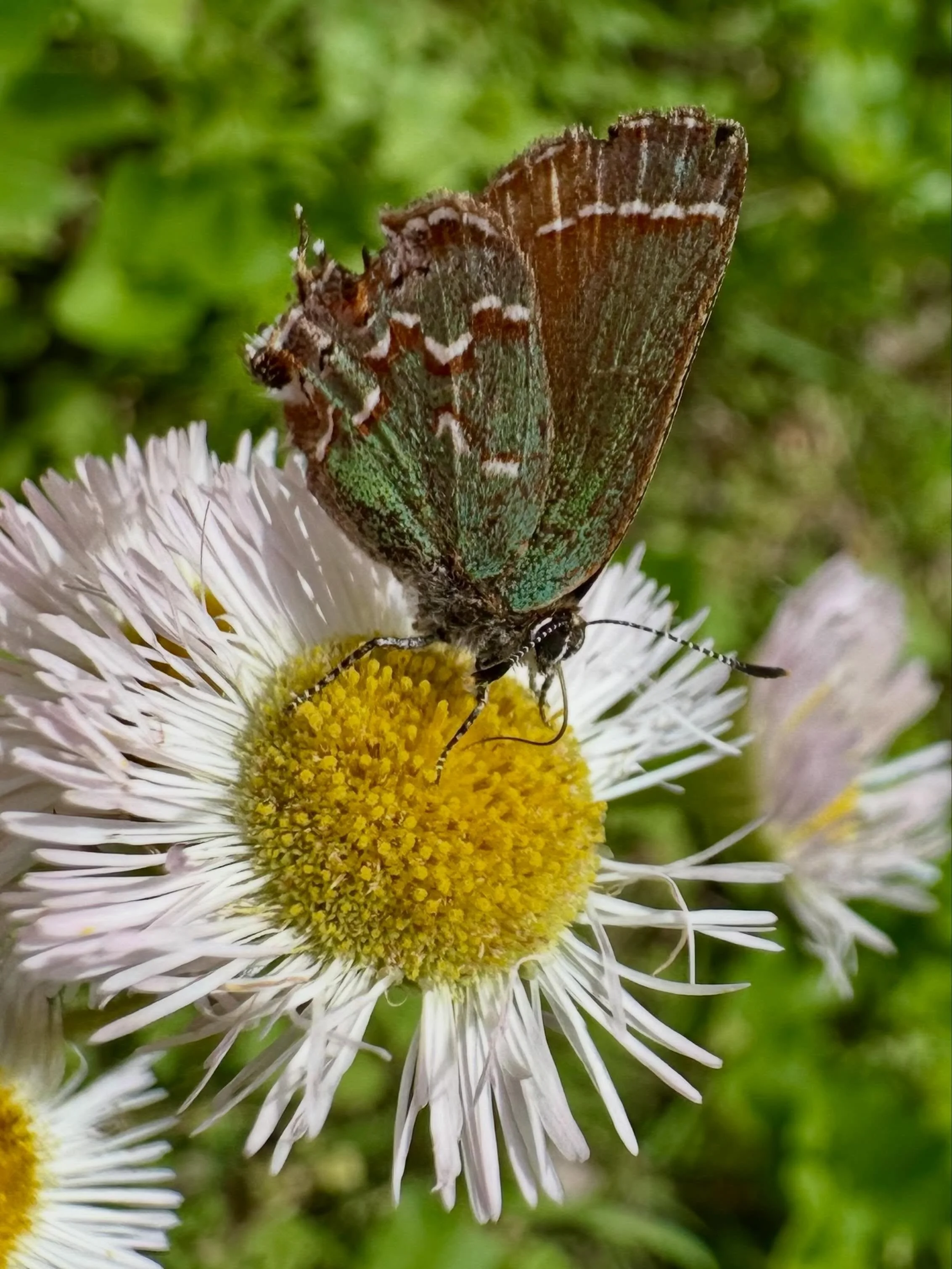 The benefits of selective mowing&hellip;.which, btw, is NOT the same as &ldquo;No Mow May.&rdquo;

Couldn&rsquo;t believe we found a juniper hairstreak butterfly in our backyard! These little guys are relatively uncommon and such a treat to find!

We