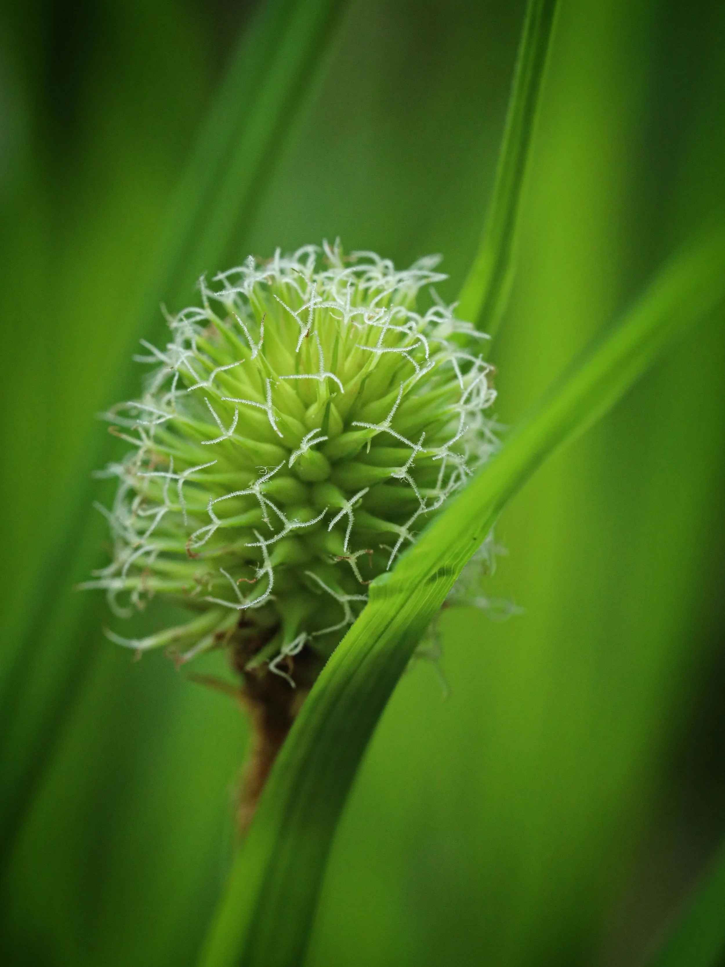 Look at those cute little sedge flowers 💚. This charismatic inflorescence is among the many reasons I&rsquo;m obsessed with sedges. The genus Carex is one of the largest genera of vascular plants, with around 2000 species found worldwide. The variet