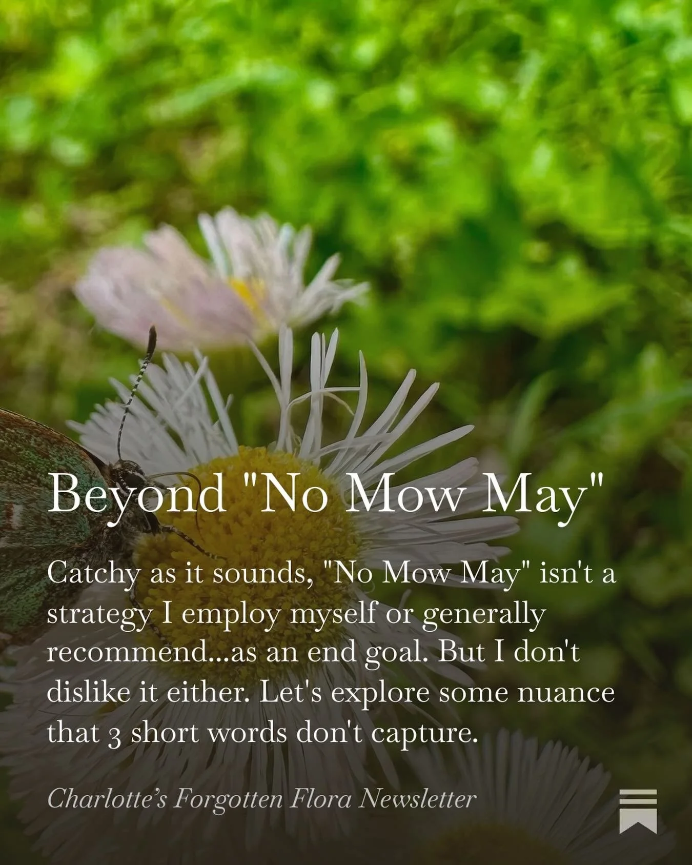 I was recently a guest on the wonderful Native Plants Healthy Planet Podcast. (Fran and Tom are the most delightful hosts and I highly recommend subscribing to hear all their episodes!)

They asked me what I thought about &ldquo;No Mow May&rdquo; and