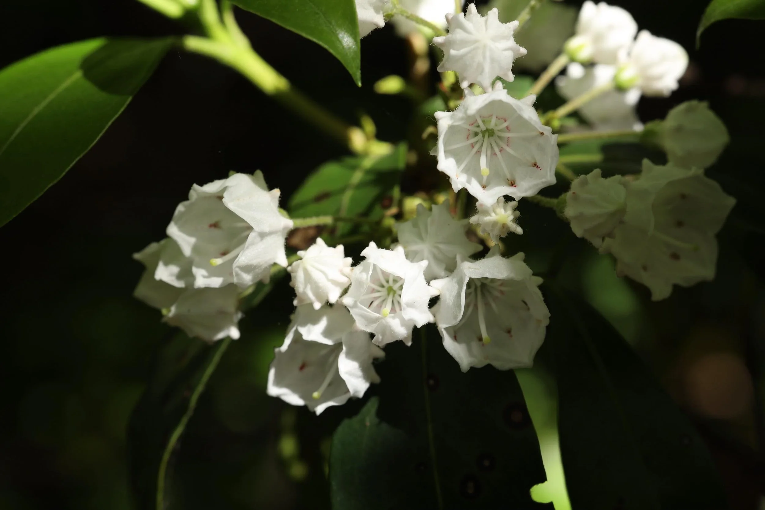 I do my best to catch the mountain laurels every year when they are in bloom. They are so sculptural and unique and to see a thicket in full bloom is something special&hellip;. And only possible in eastern North America (though it was also introduced