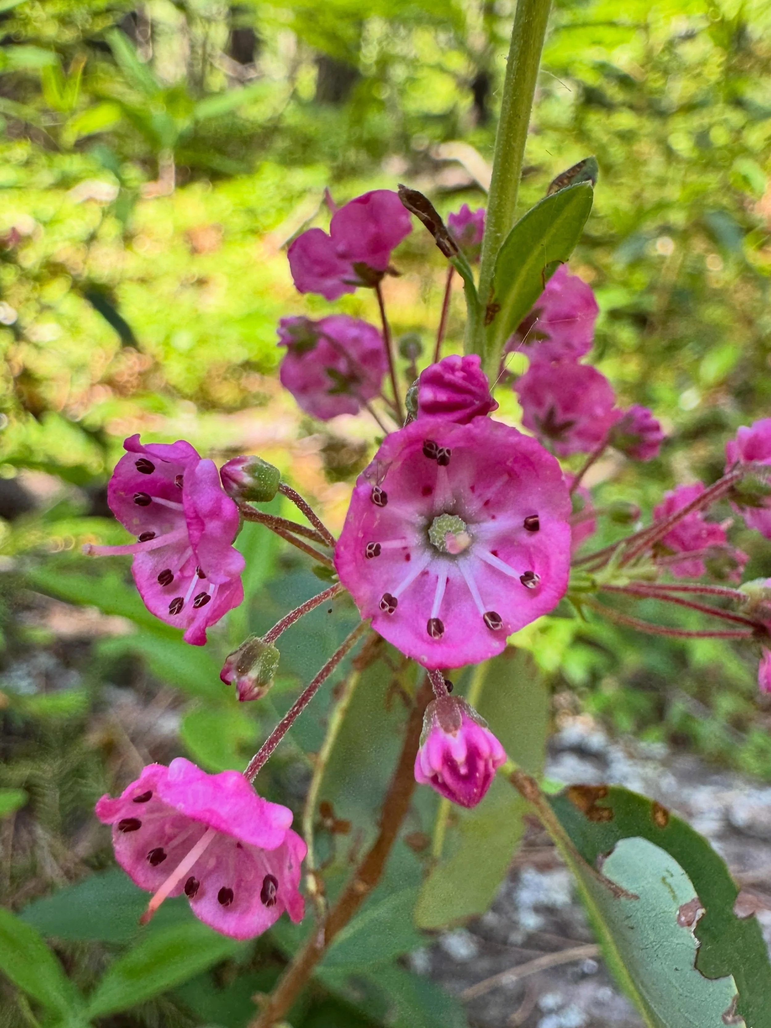 You may have seen my recent mountain laurel post. Well I was so delighted to find one of its relatives in full bloom last June bordering a bog in Maine. 

Sheep laurel is a cute and dainty relative and more common in northern regions of eastern US. H