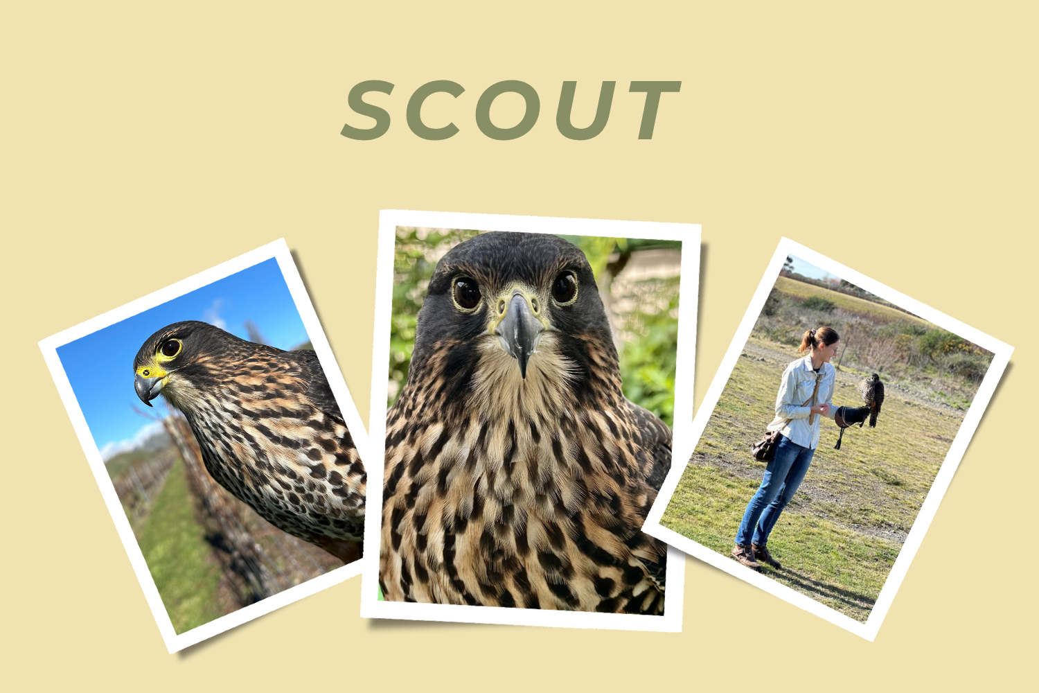 Scout - Adopt a Falcon