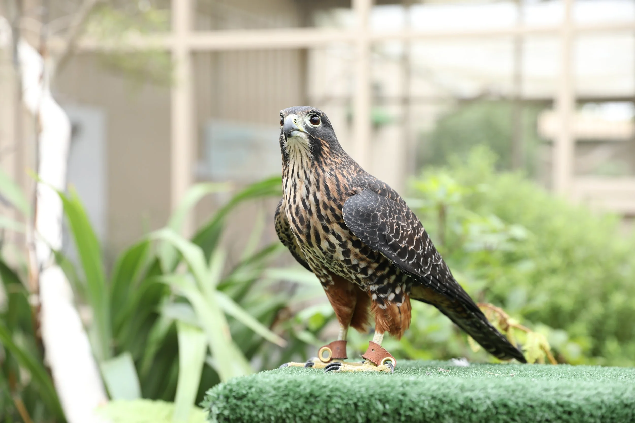 Copy of GB5D0564 (1).JPG