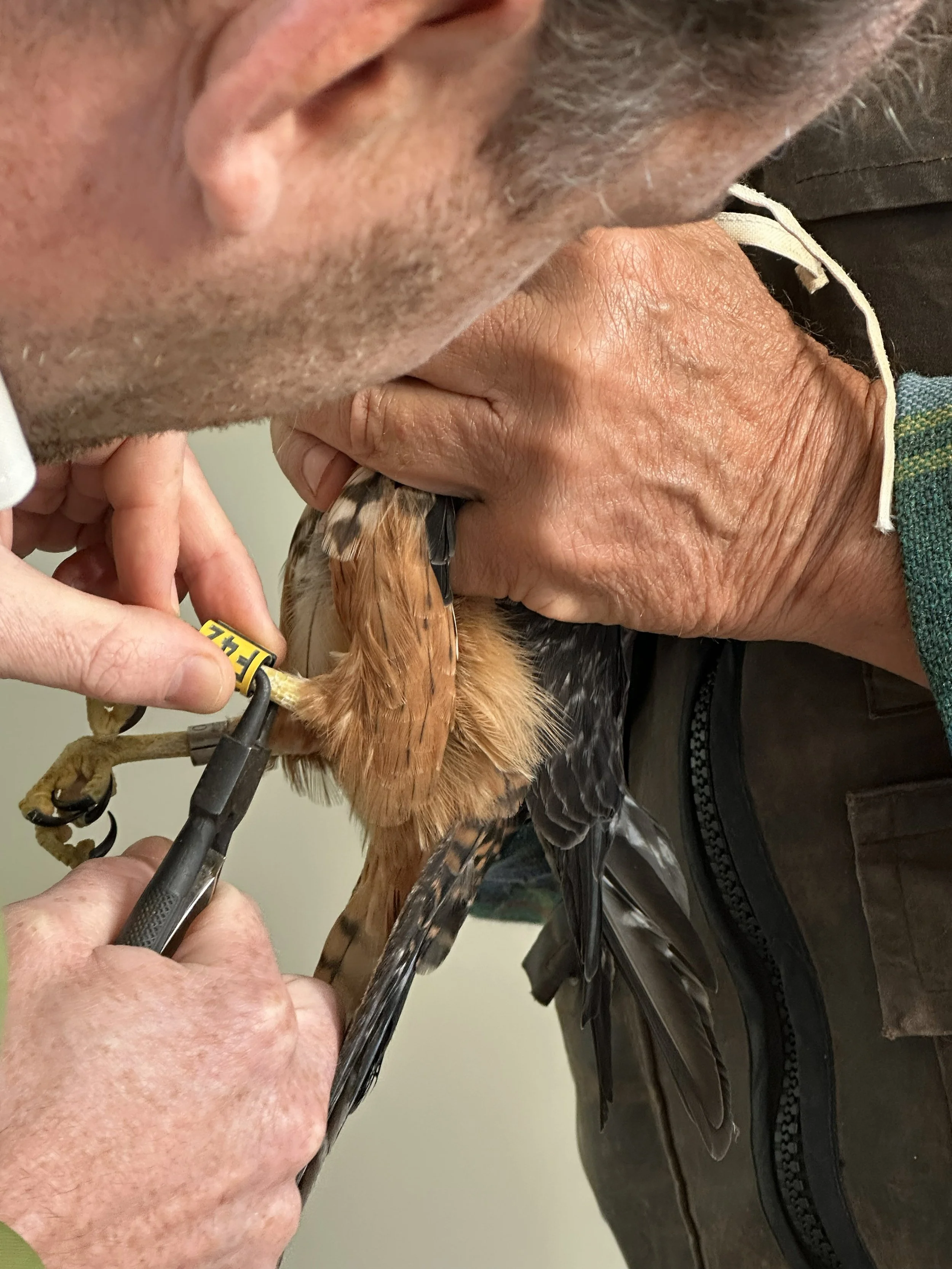 8. Patrick Crowe banding Bill yellow F42 (Tracey Currie).jpg