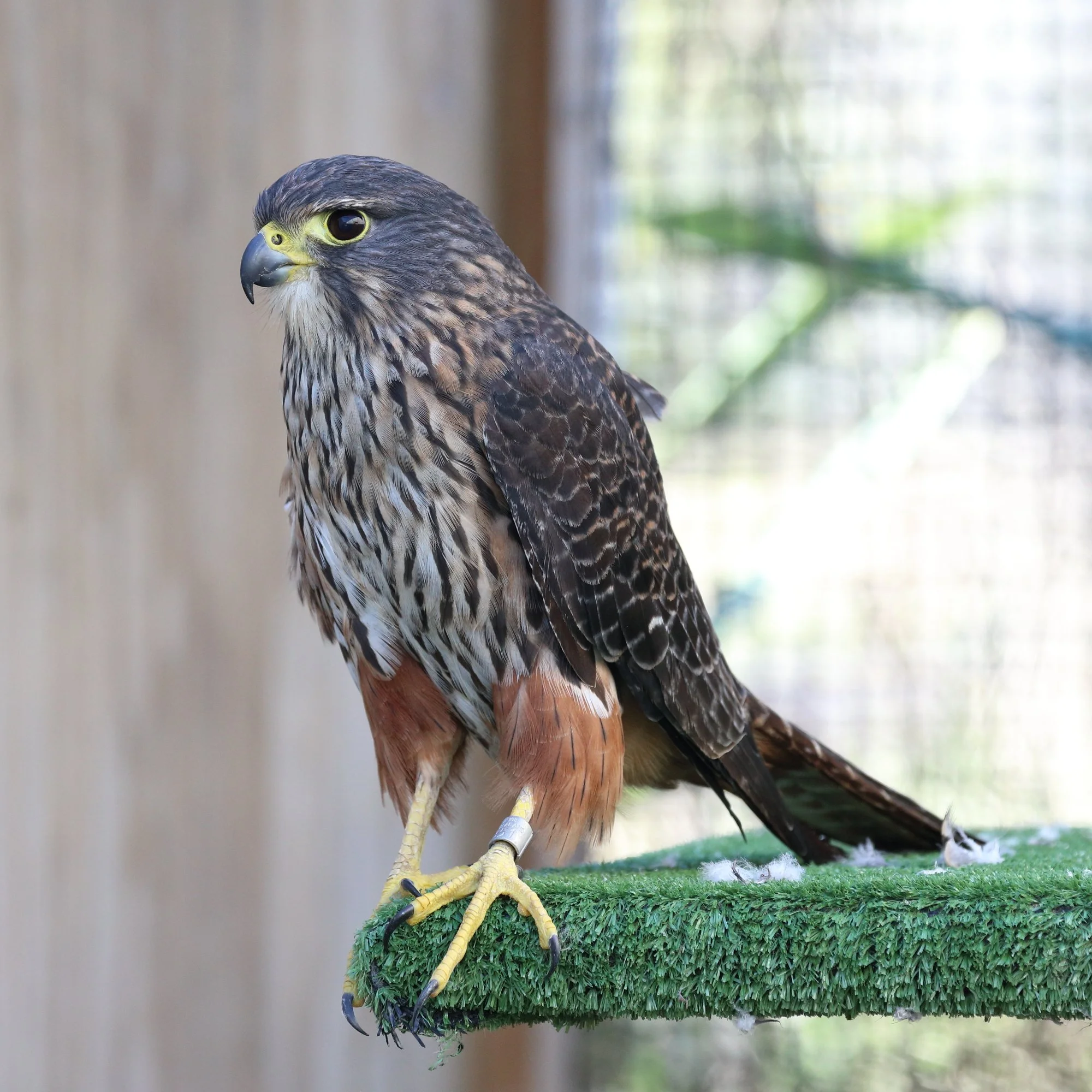 Rocky AF 7199 small.JPG