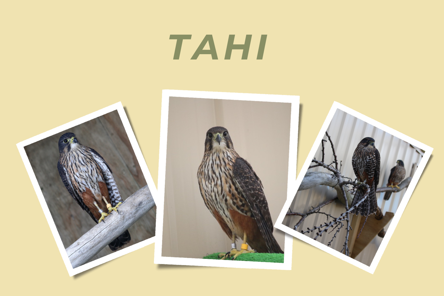 Tahi- Adopt a Falcon