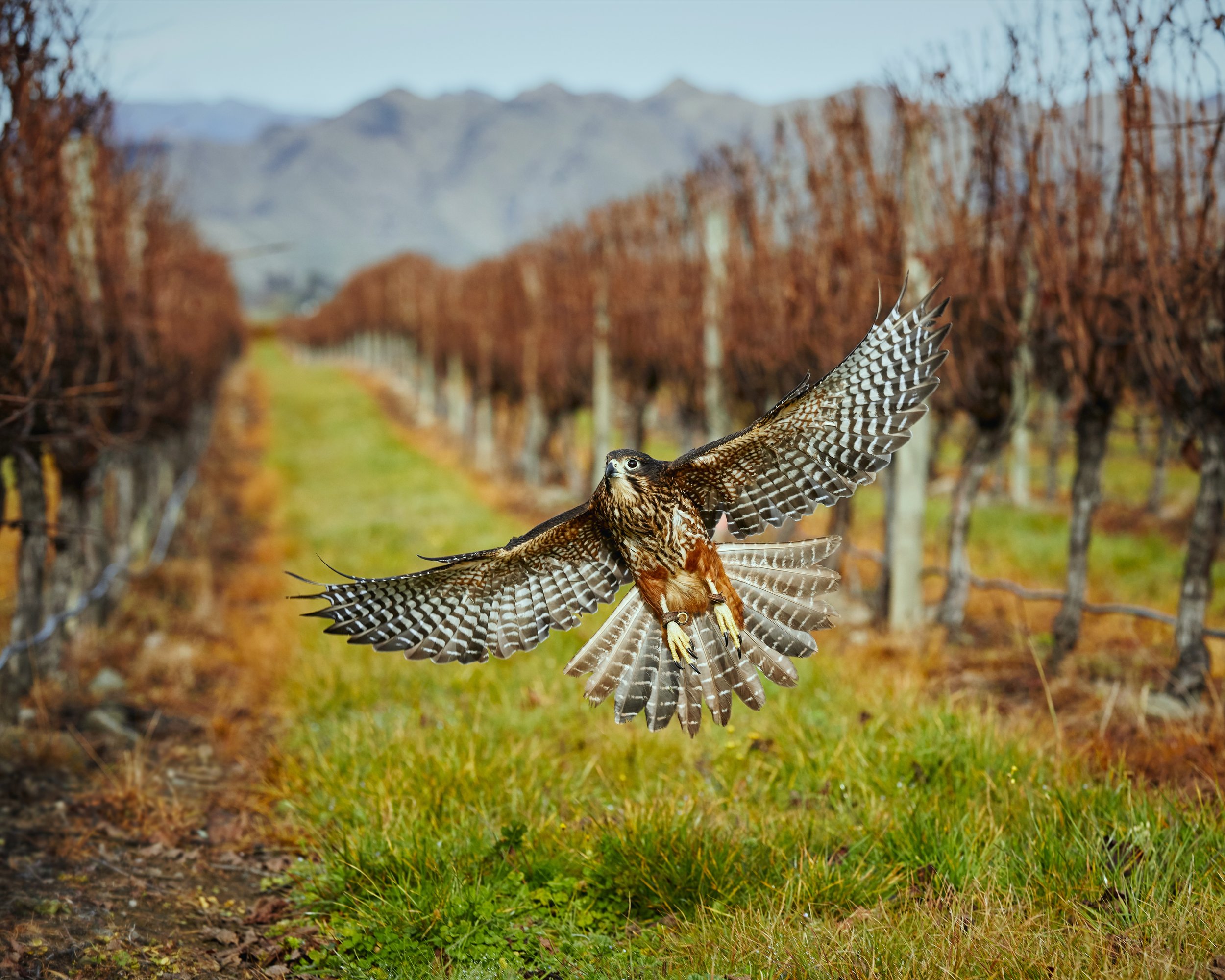 KĀREAREA FALCON FACTS — Kārearea Falcon Trust