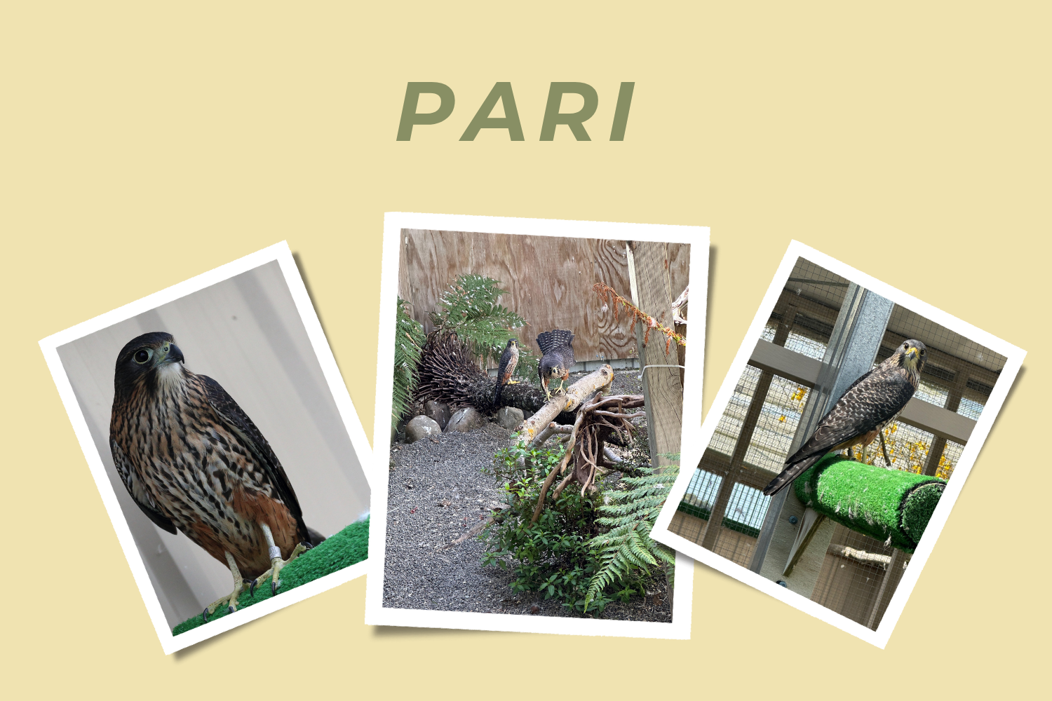 Pari Website image (2026).png