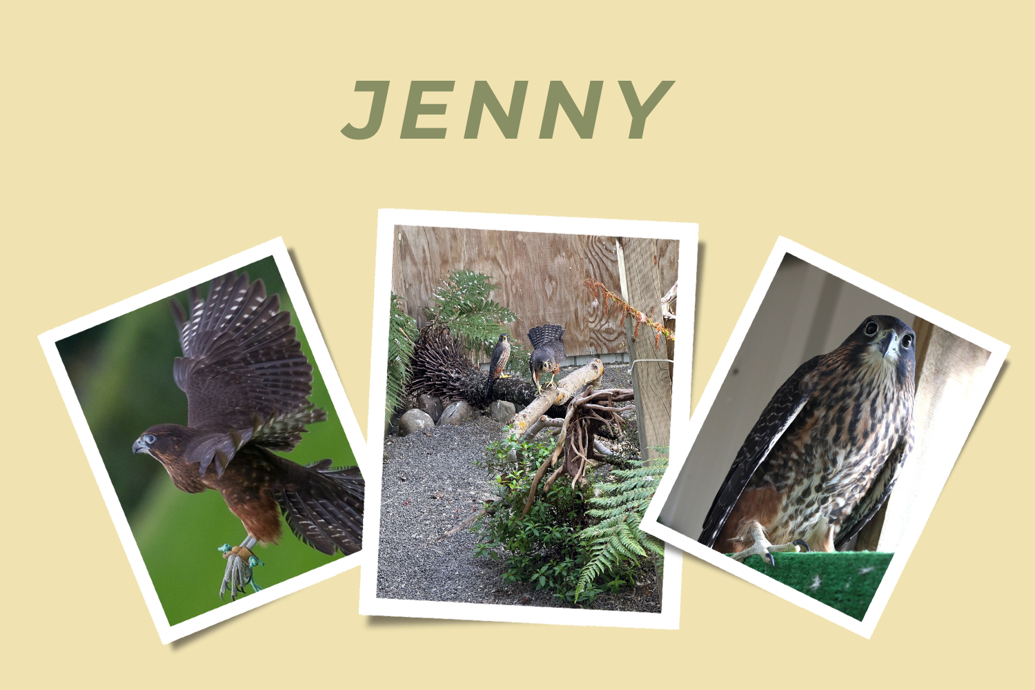Jenny - Adopt a Falcon