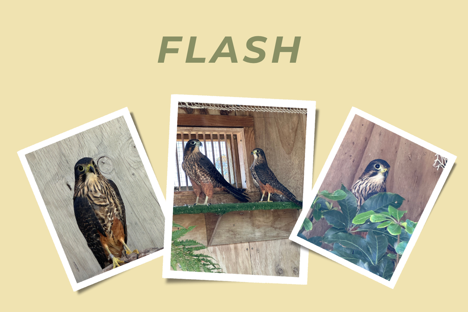 Flash Website image (2026).png