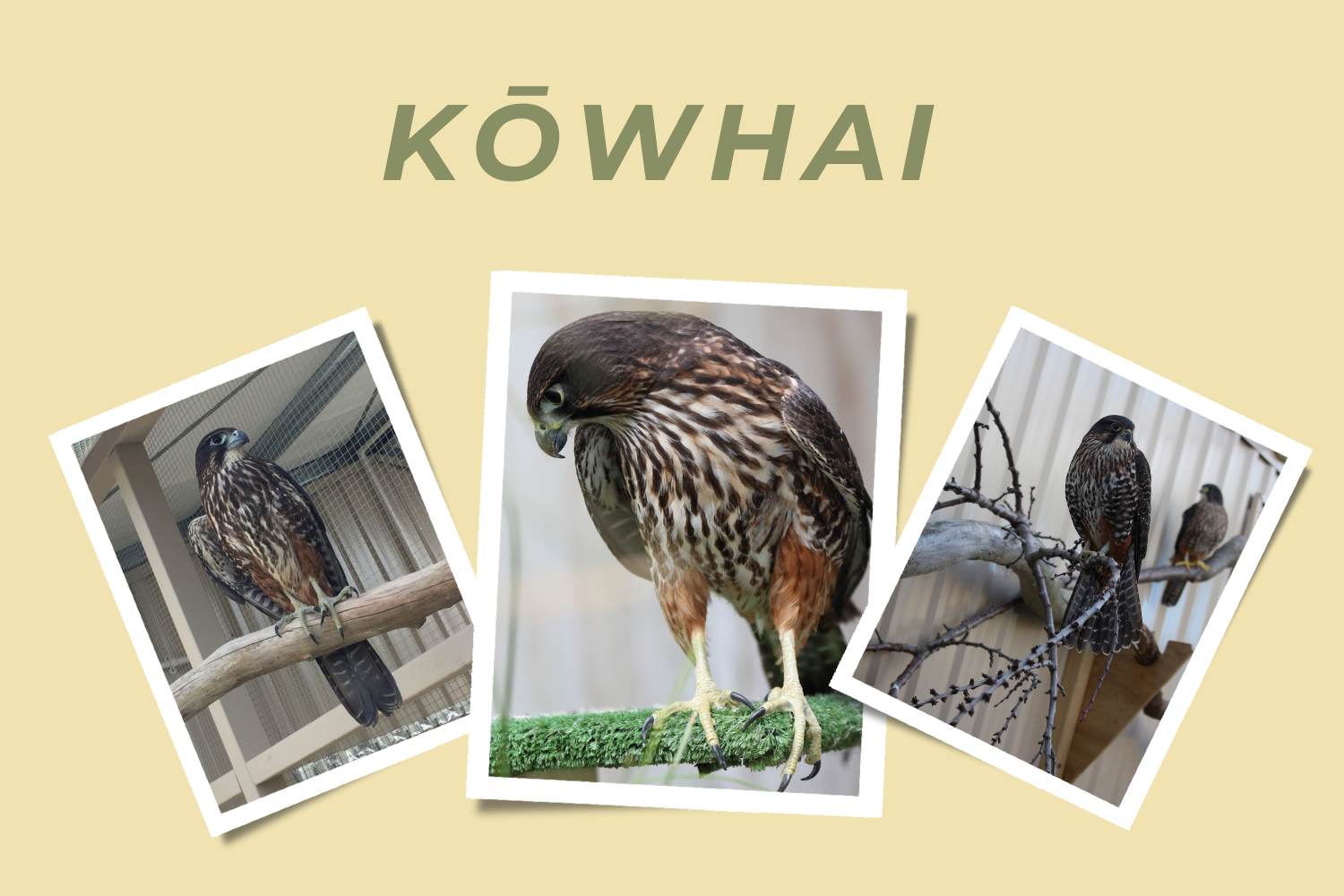 Kōwhai - Adopt a Falcon