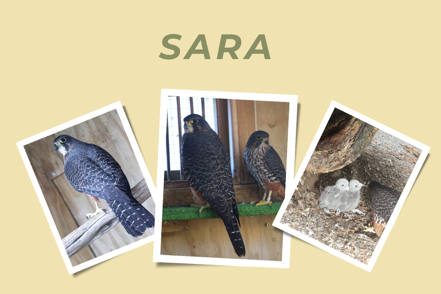 Sara - Adopt a Falcon