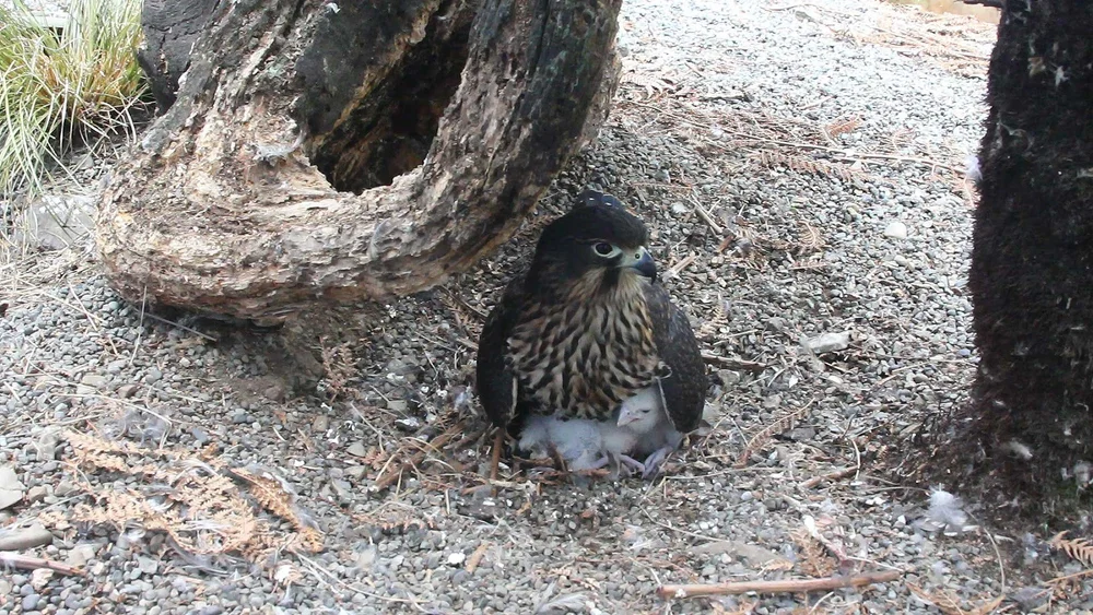 KĀREAREA FALCON FACTS — Kārearea Falcon Trust
