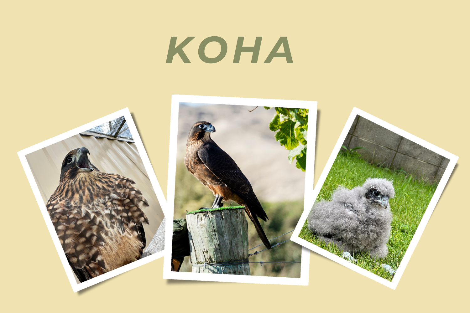 Koha- Adopt a Falcon