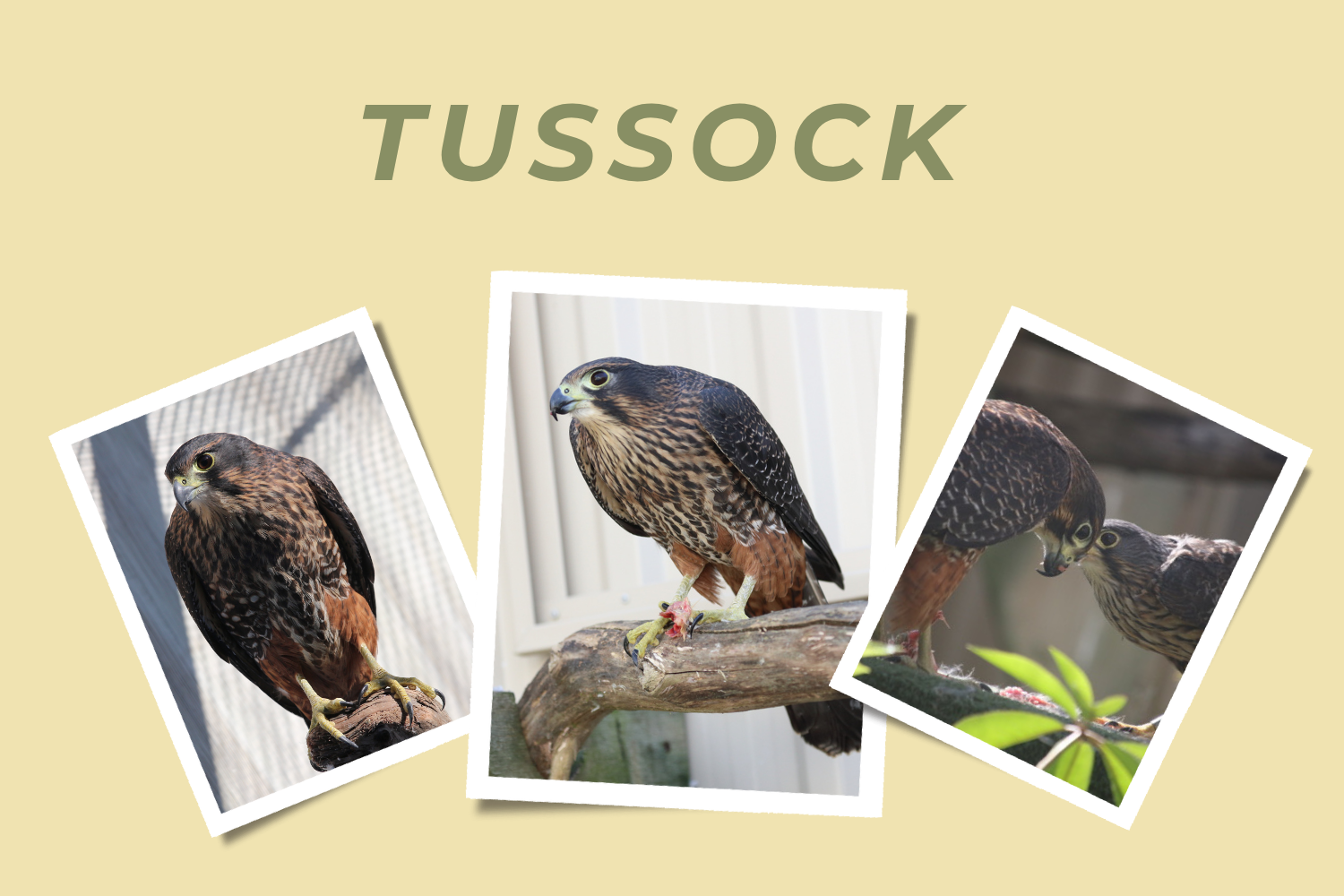 Tussock- Adopt a Falcon