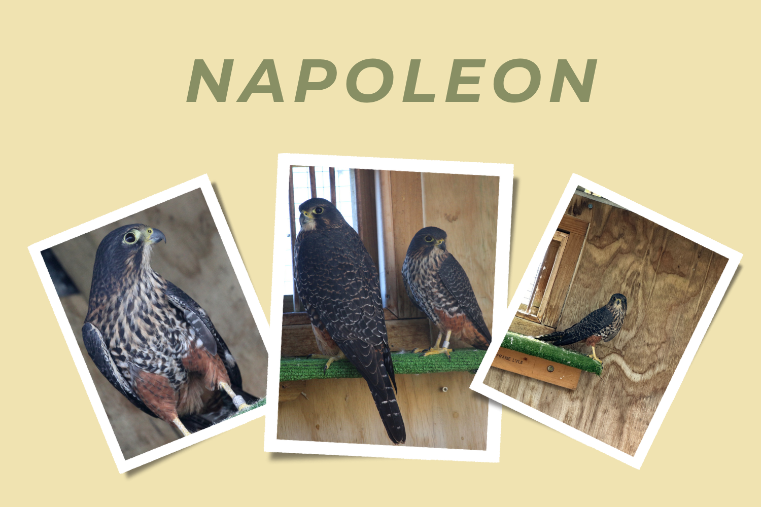 Napoleon - Adopt a Falcon