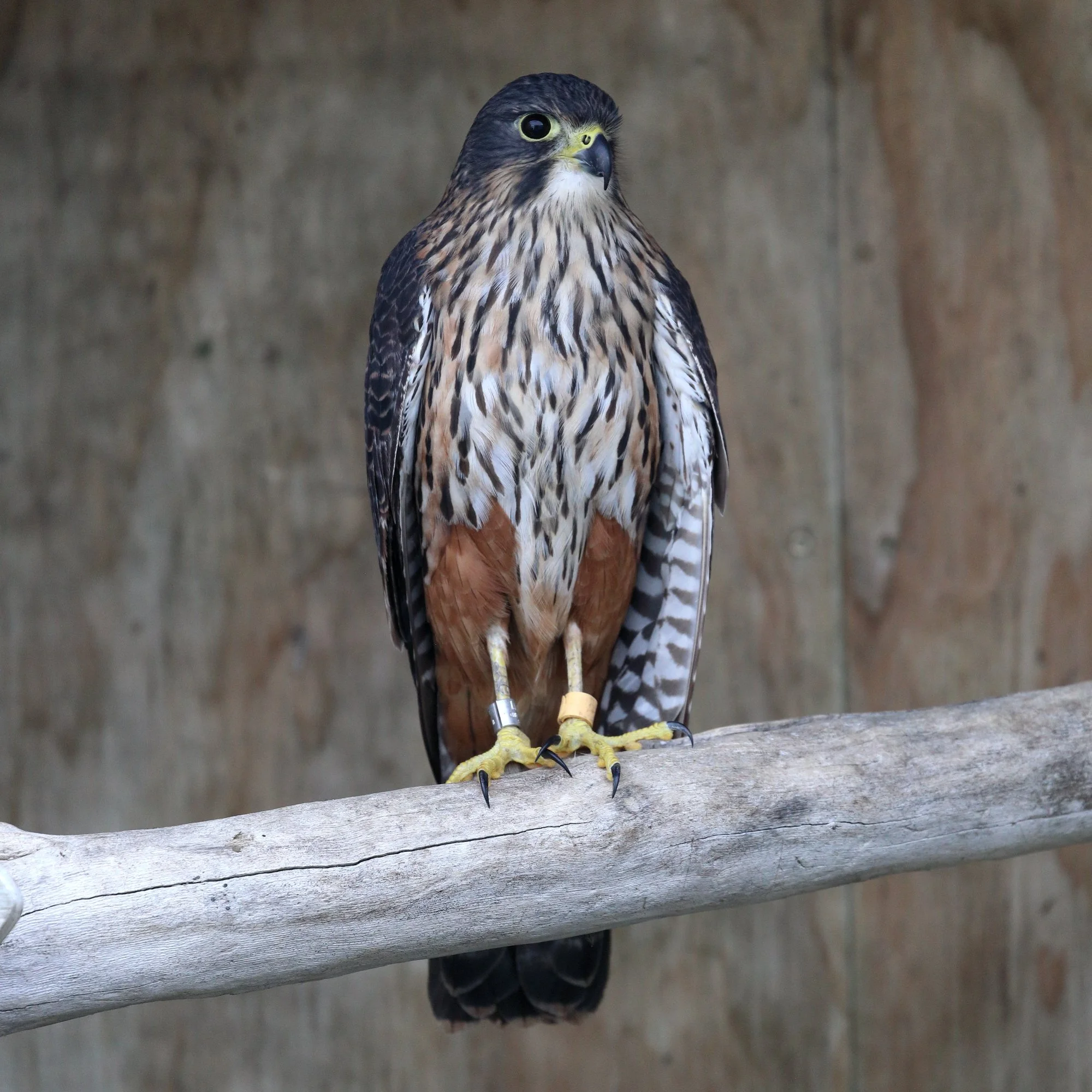 Tahi AF 7021 small.JPG