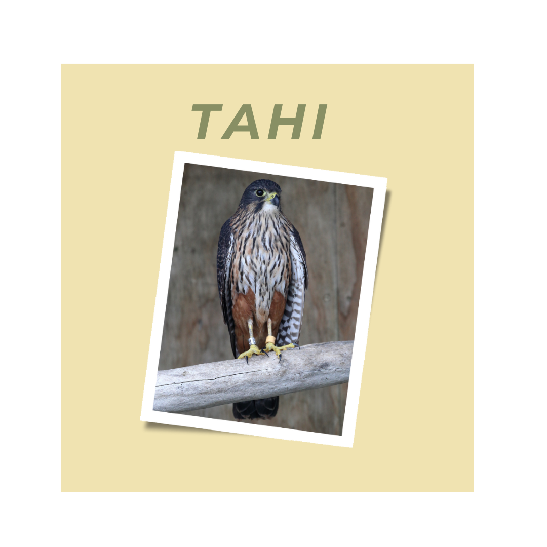 Tahi - Adopt a Falcon
