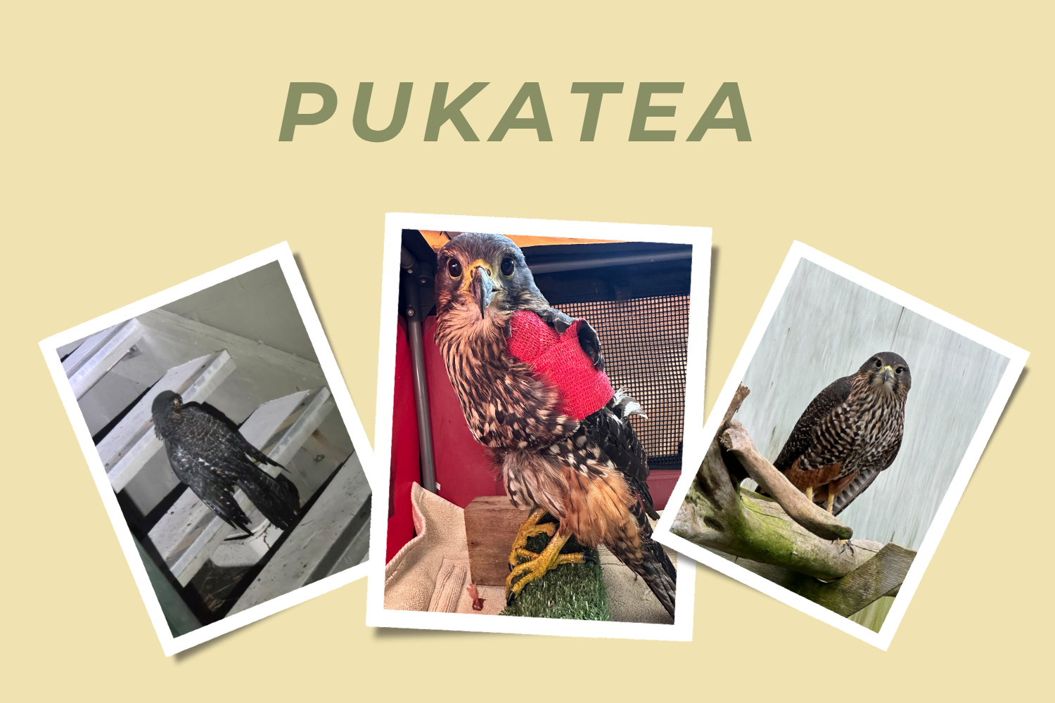 Pukatea- Adopt a Falcon