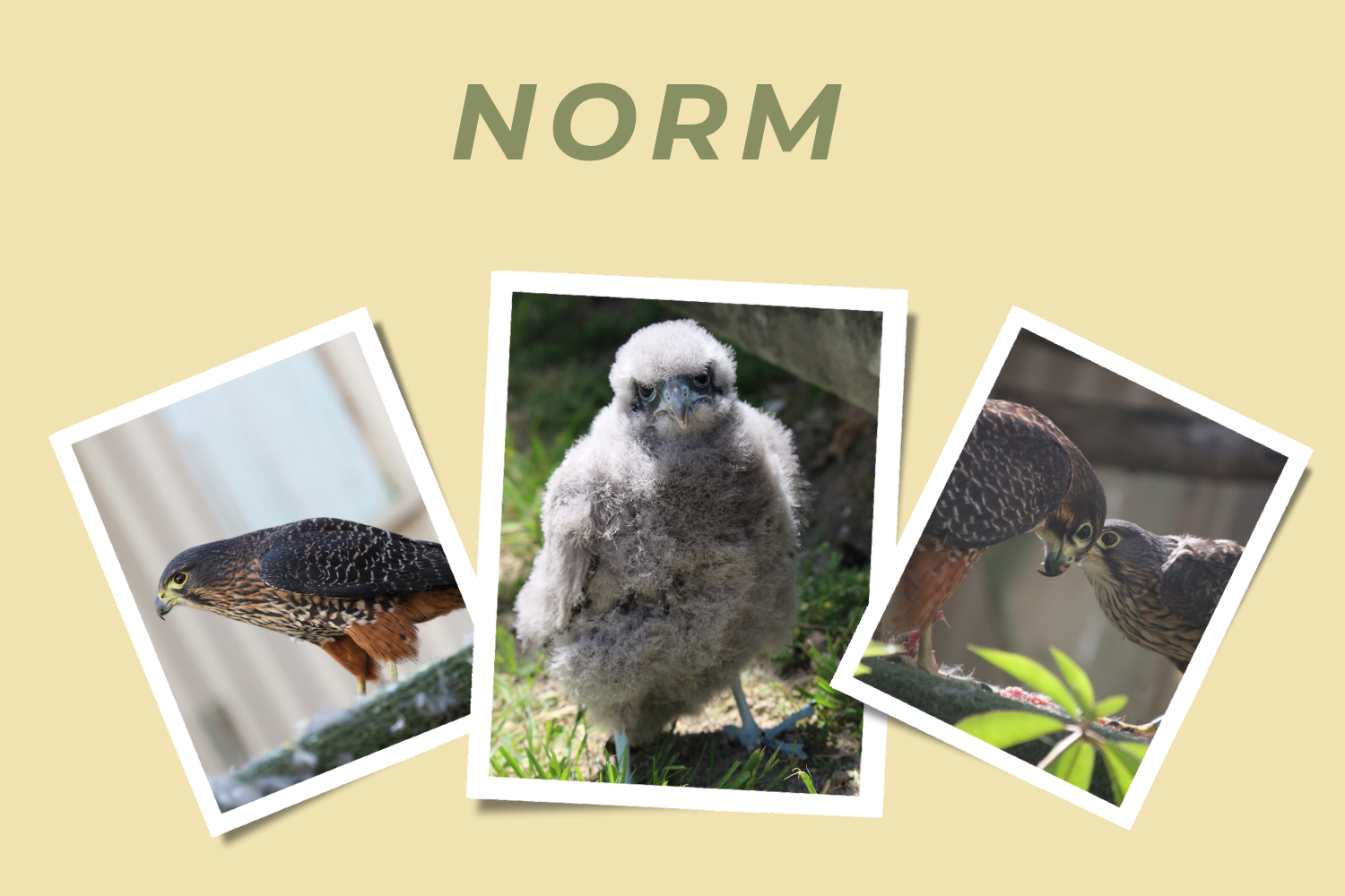 Norm - Adopt a Falcon