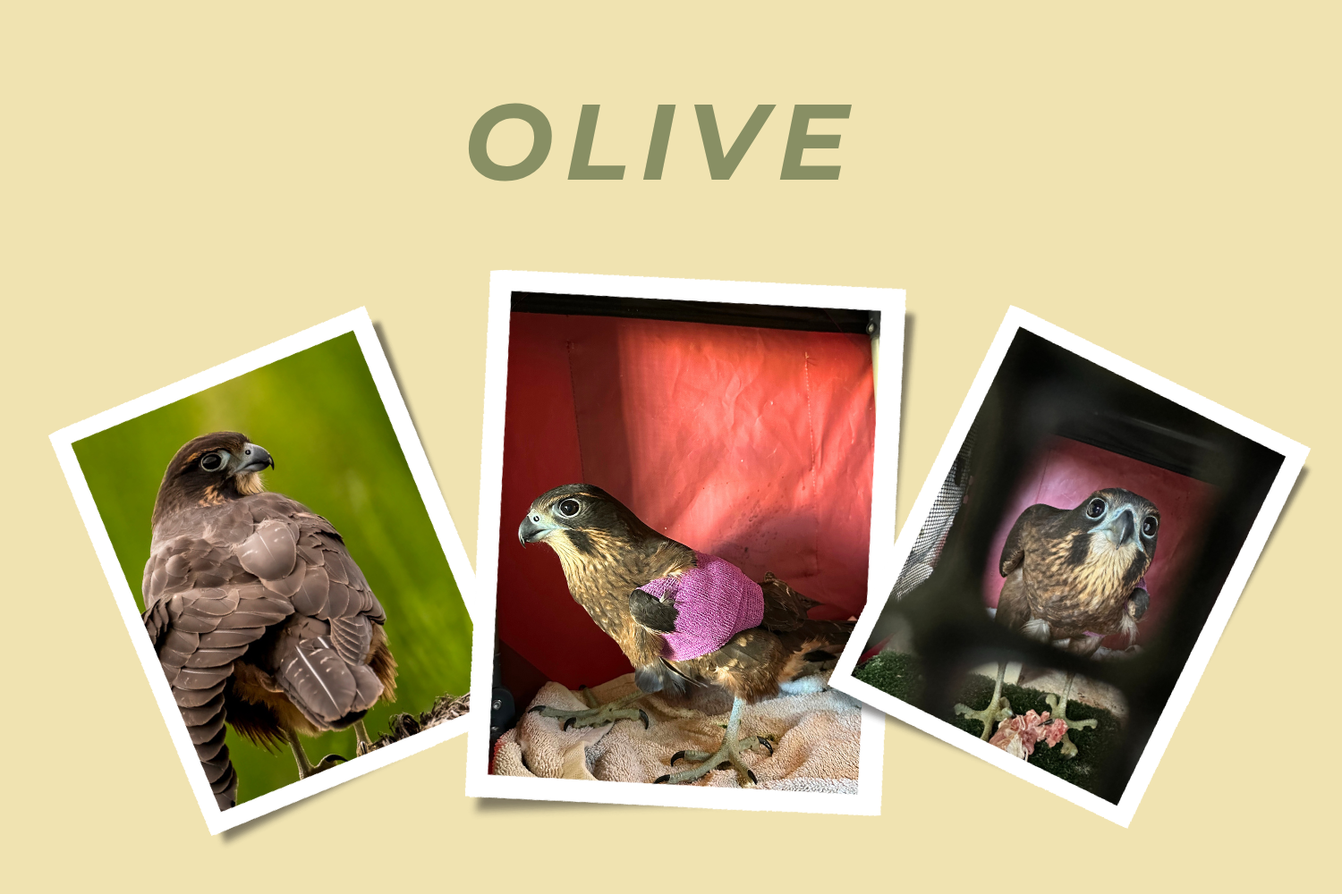 Olive - Adopt a Falcon