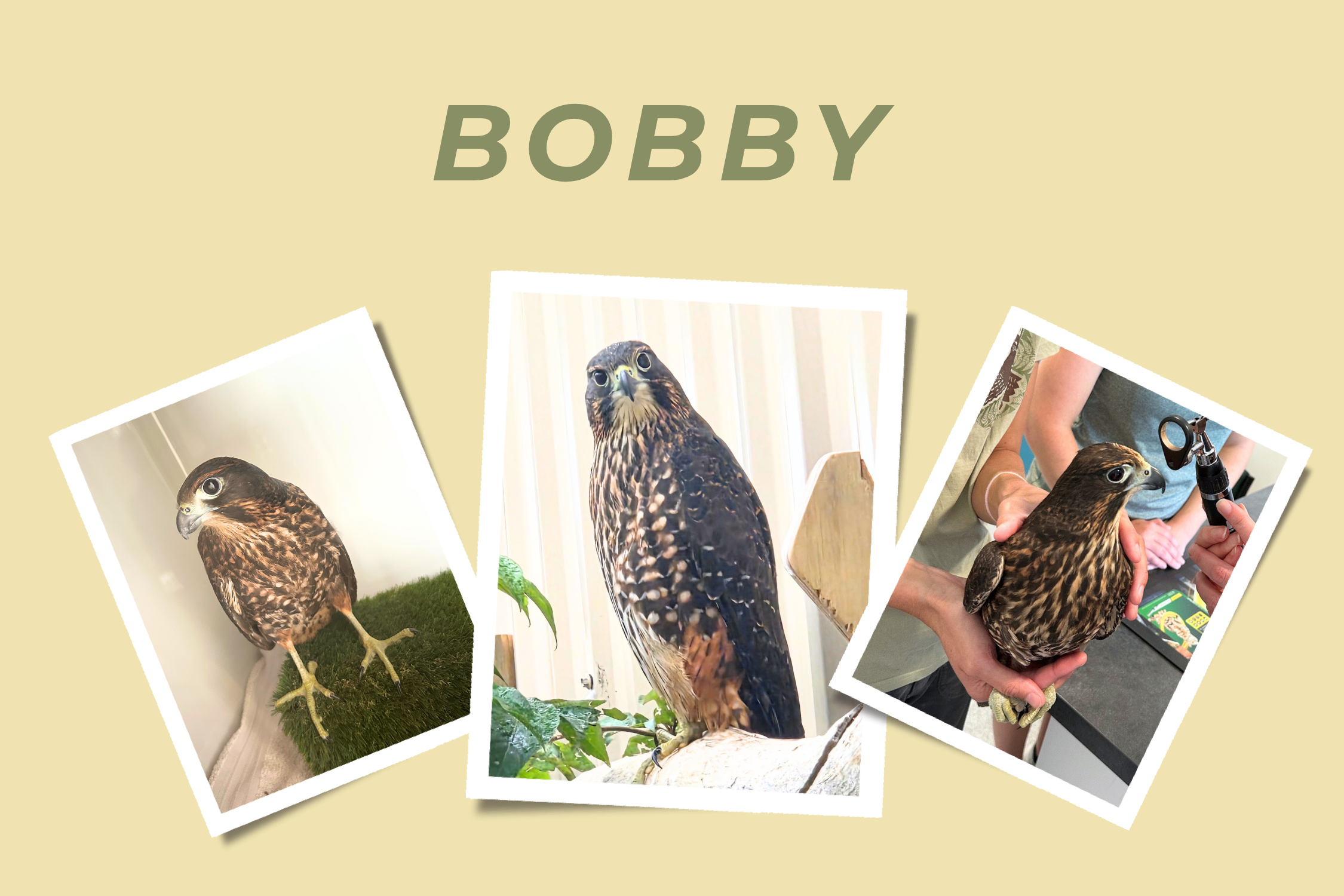 Bobby Website image (2026).png