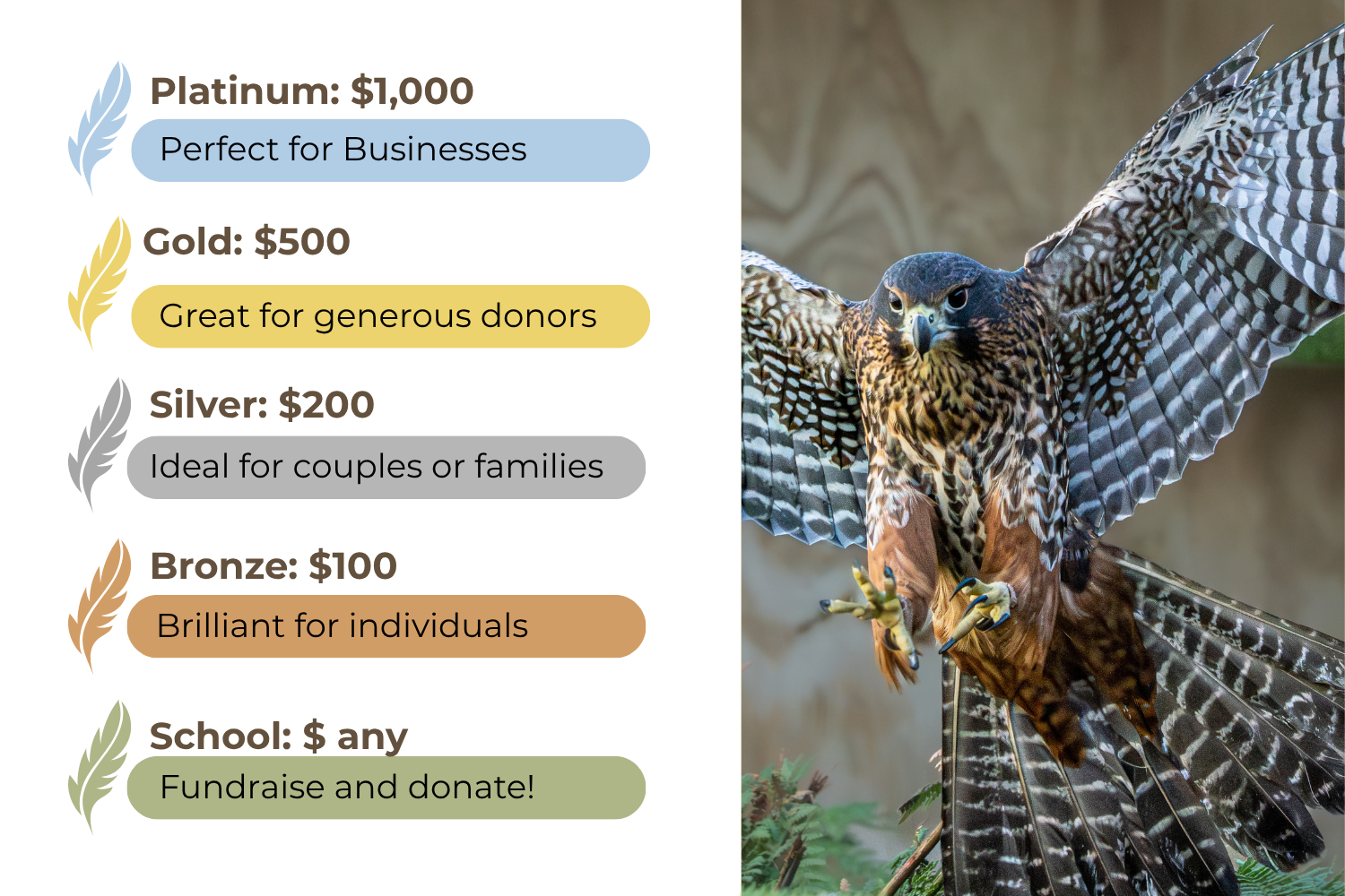 AAF blurb for Fundraising Shop (1).png