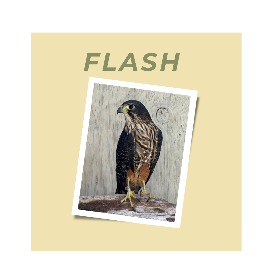Flash- Adopt a Falcon