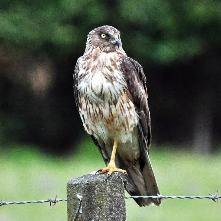 KĀREAREA & KĀHU DIFFERENCES — Kārearea Falcon Trust