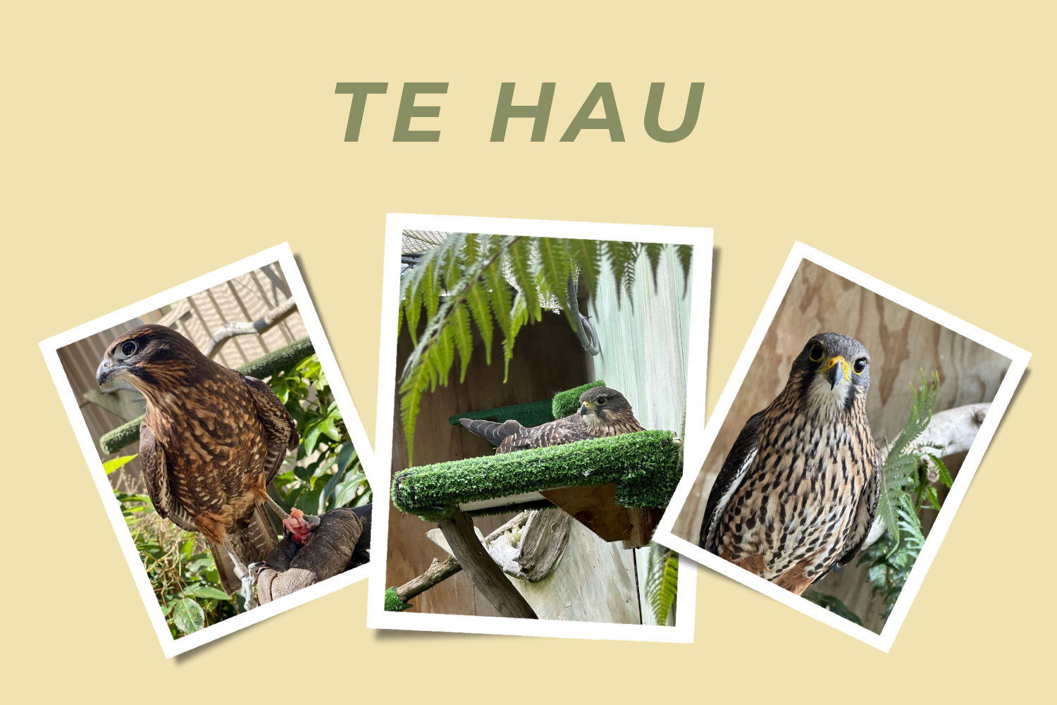 Te Hau - Adopt a Falcon