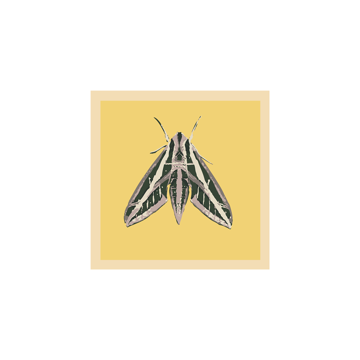 Sphinx Moth_web 2.png